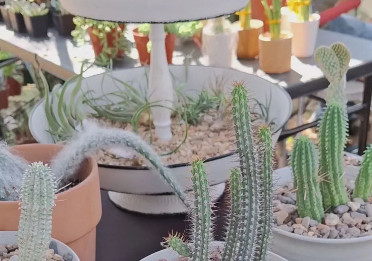 Succulent City  Plants and Things LLC