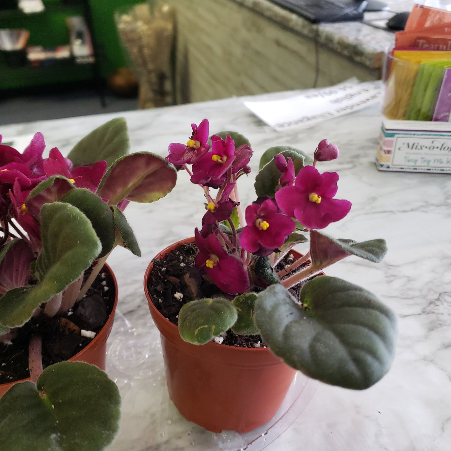 African Violet- Purple