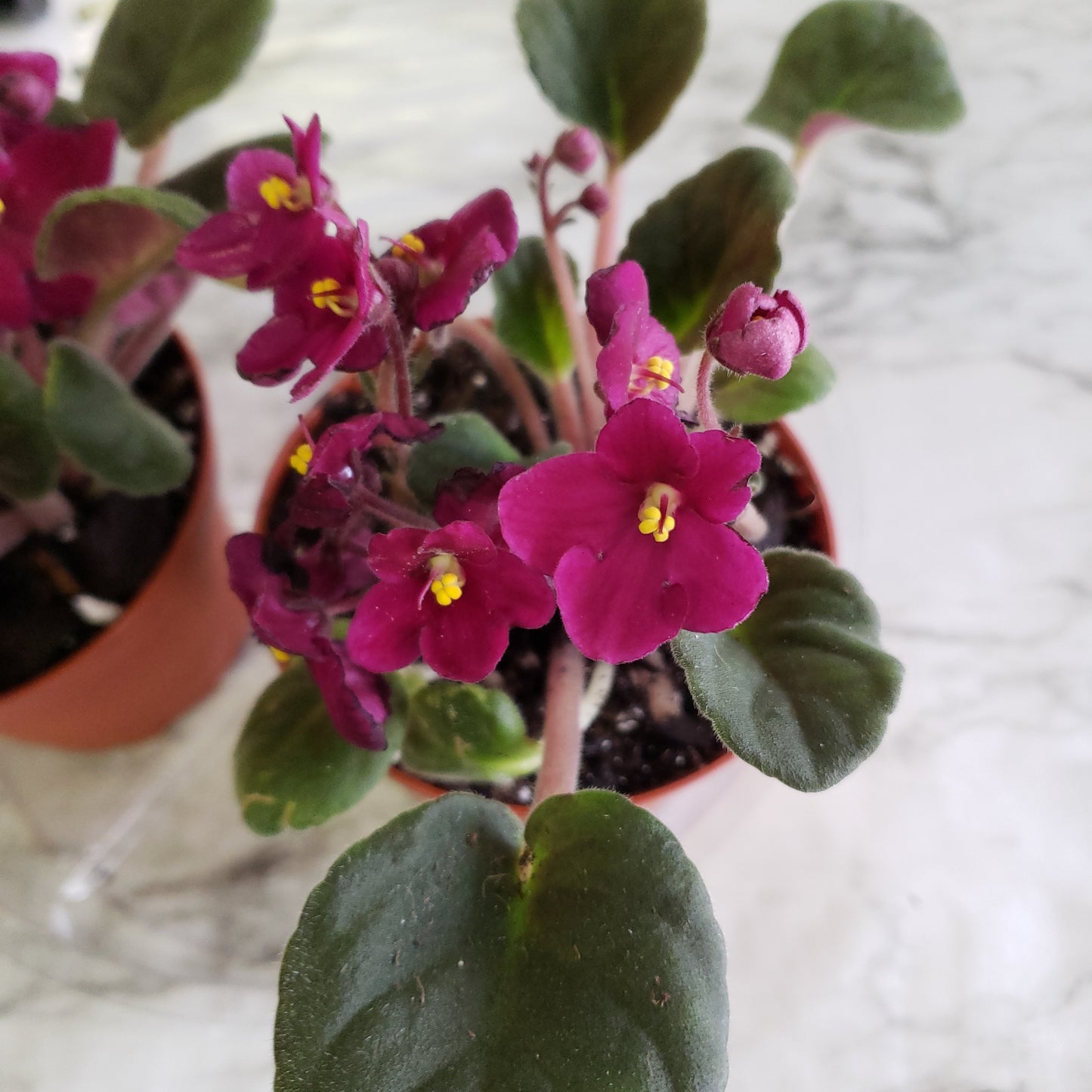 African Violet- Purple
