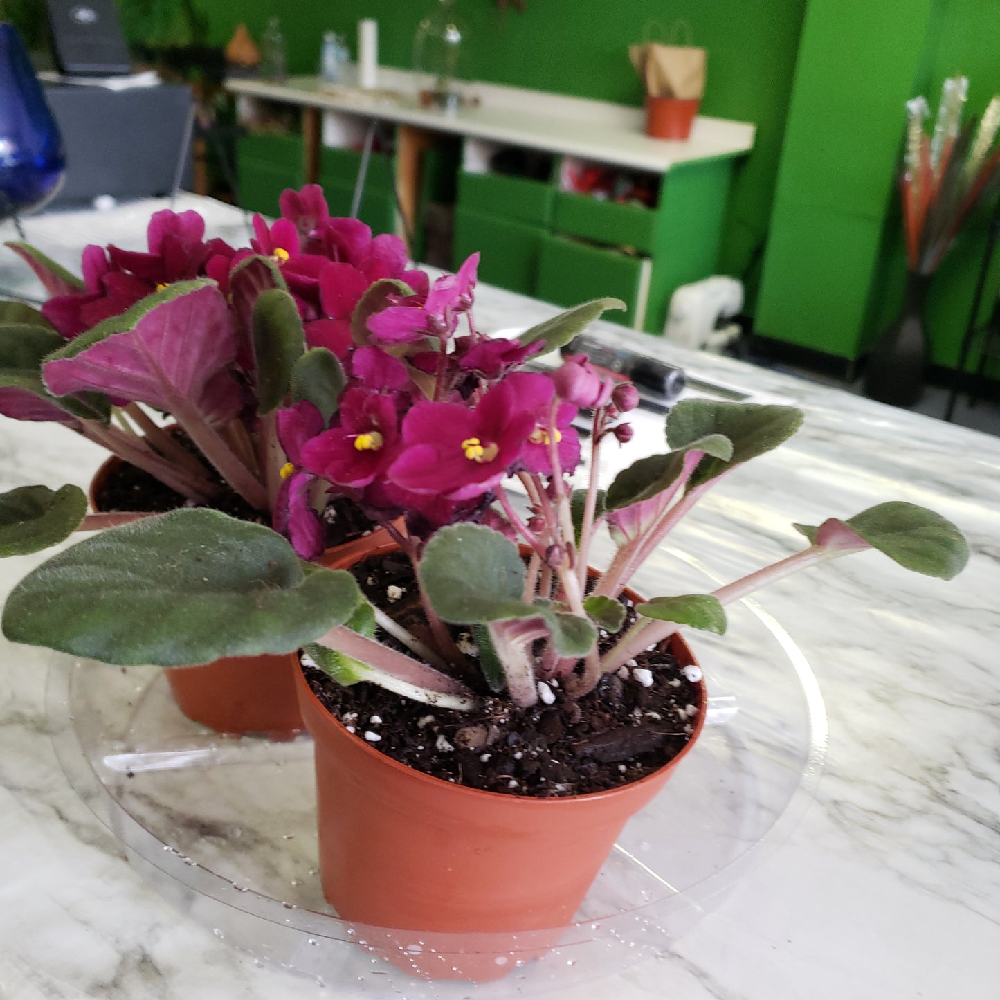 African Violet- Purple