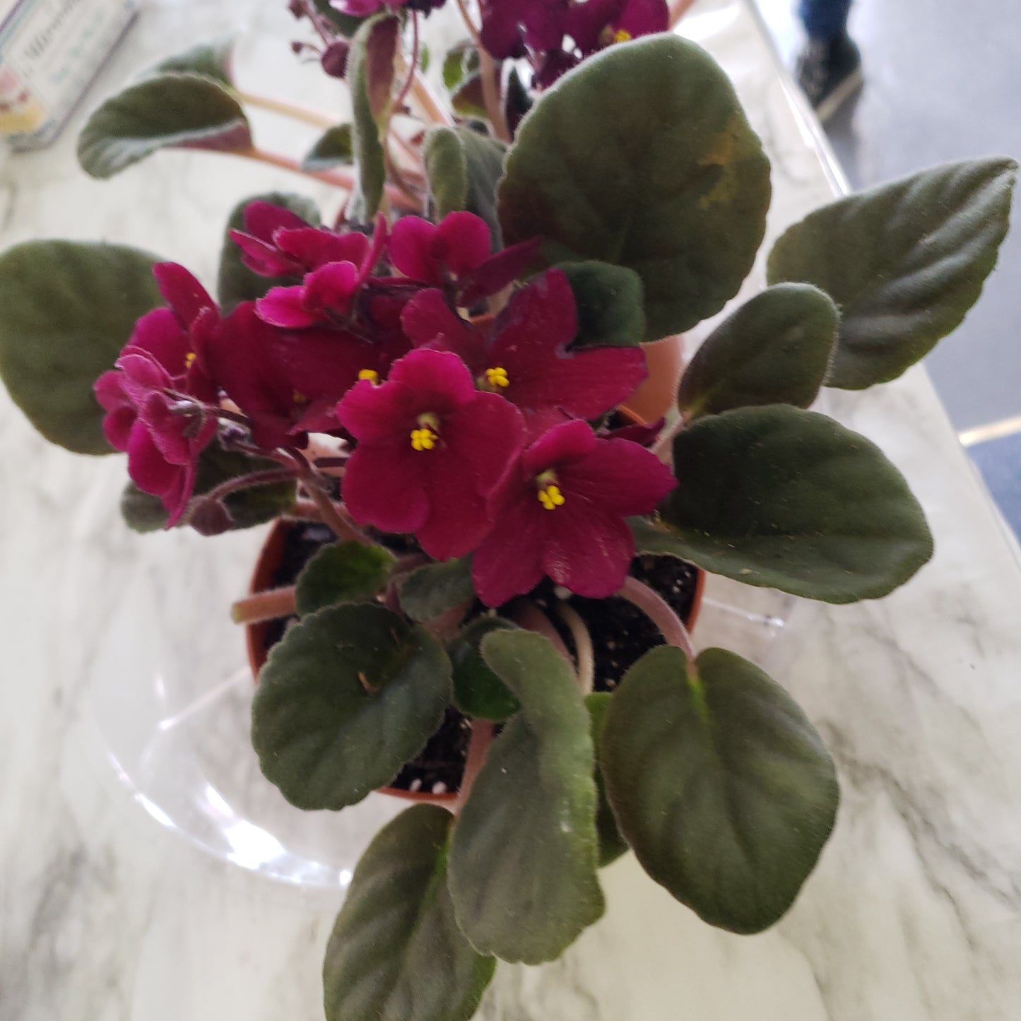 African Violet- Purple