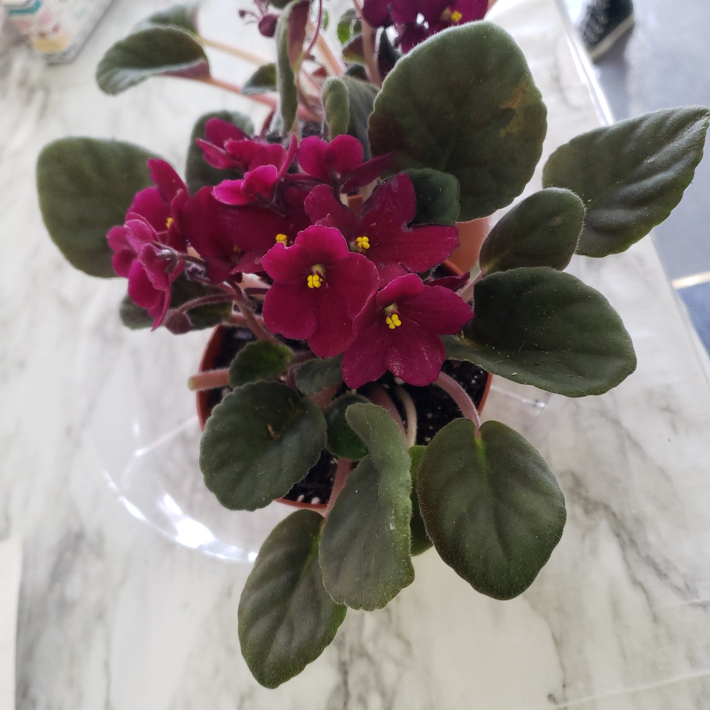 African Violet- Purple
