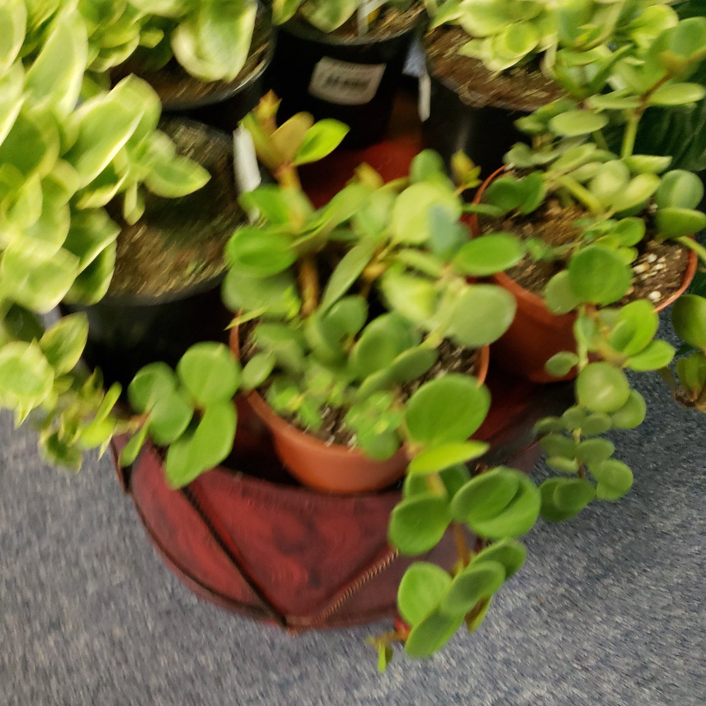 Peperomia Hope- trailing