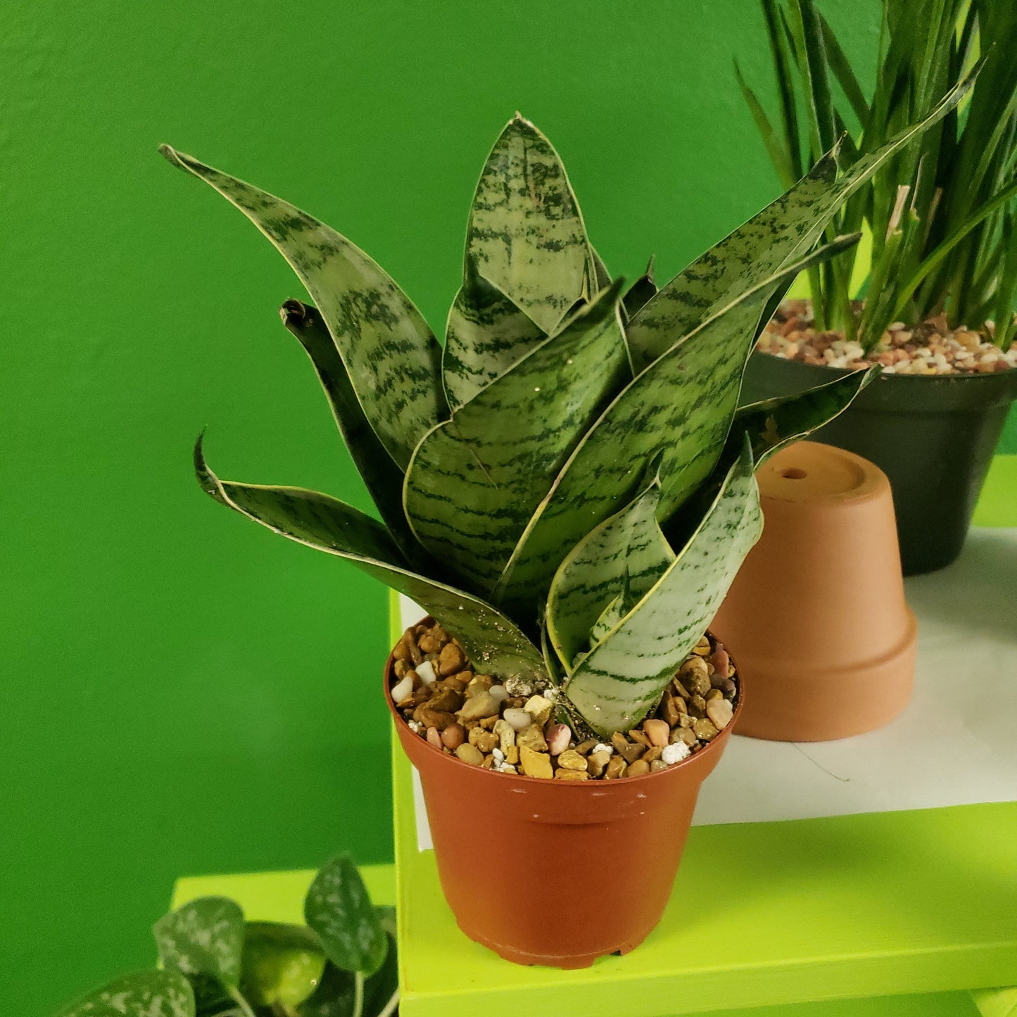 Snake Forest Star