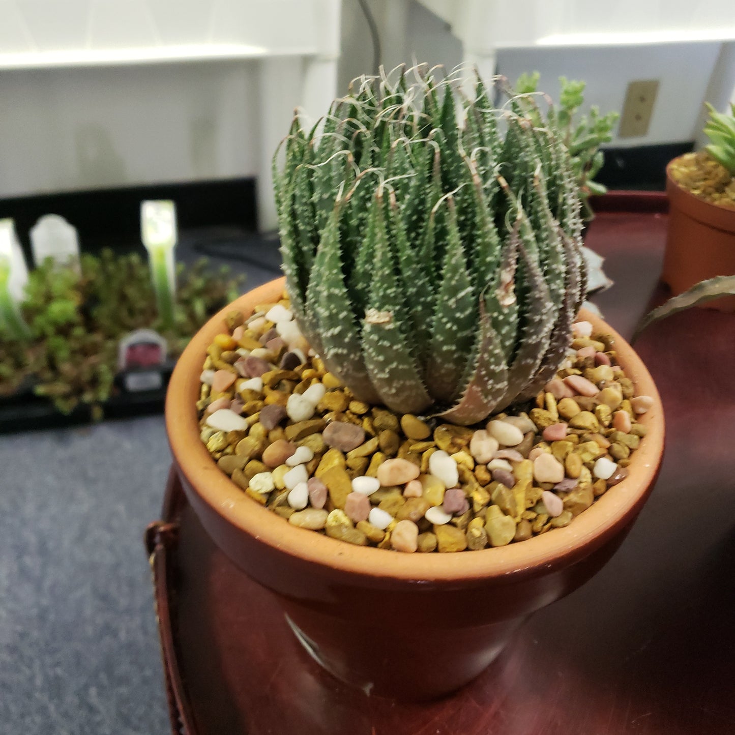 Lace Aloe