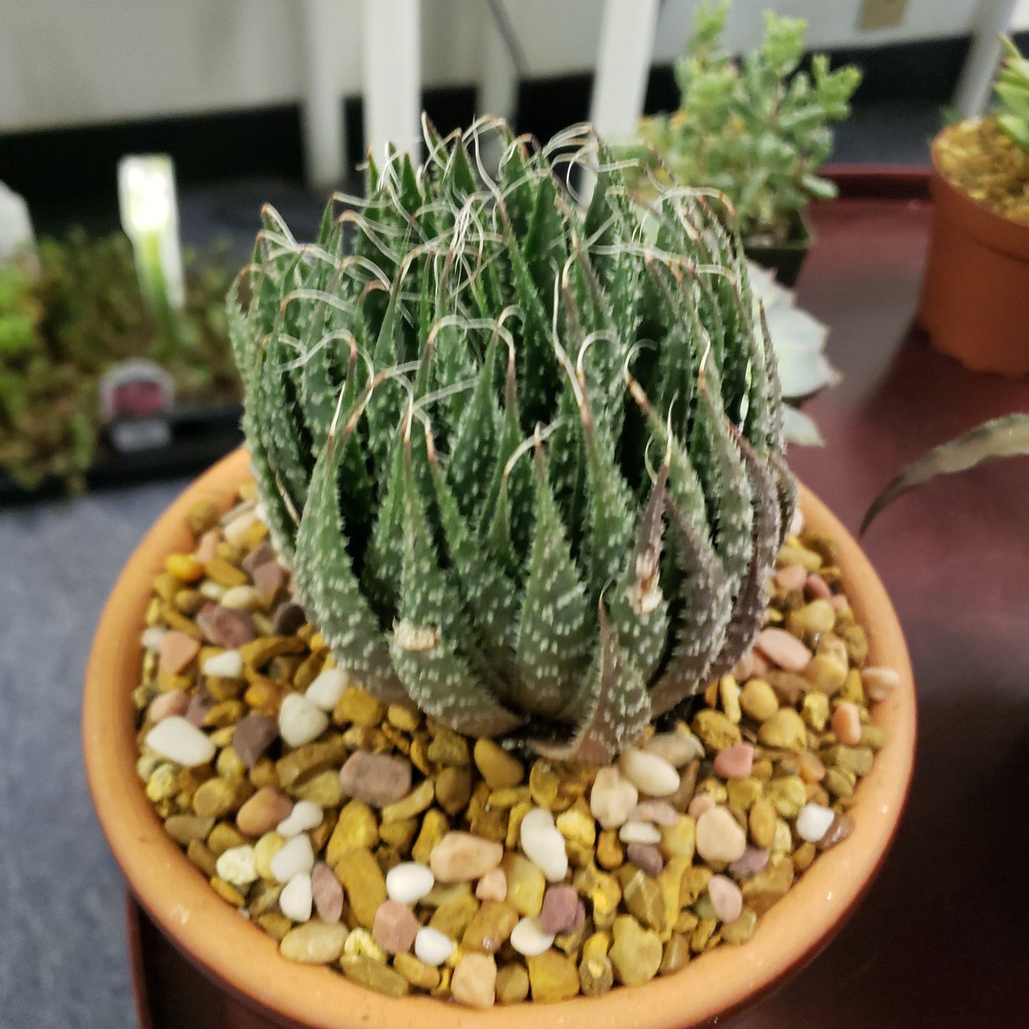 Lace Aloe
