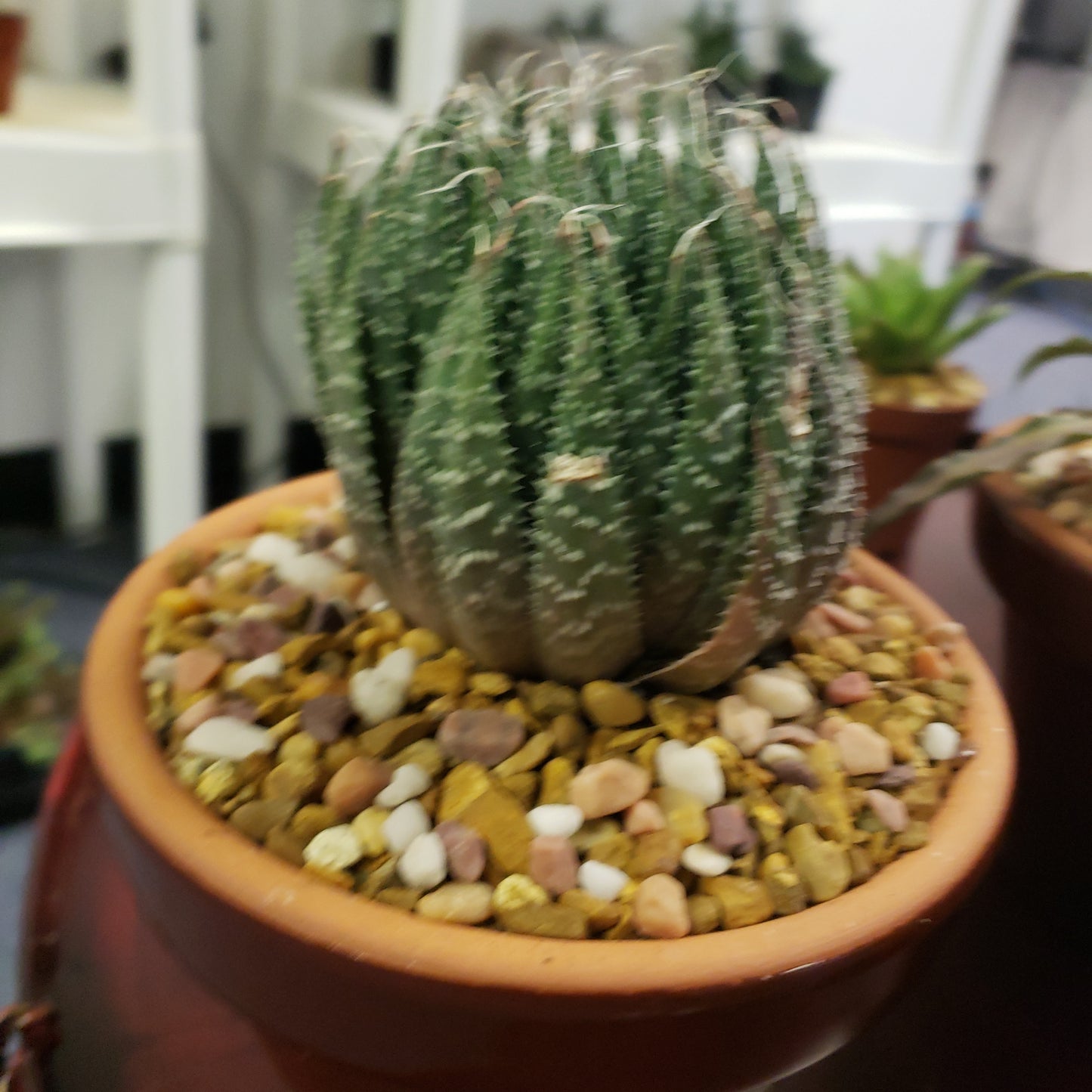 Lace Aloe