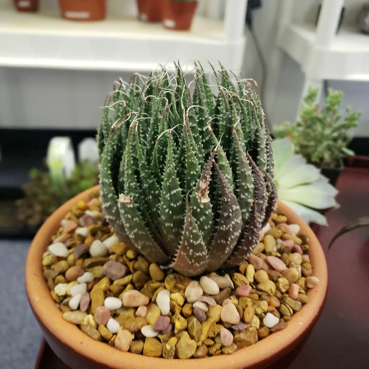 Lace Aloe