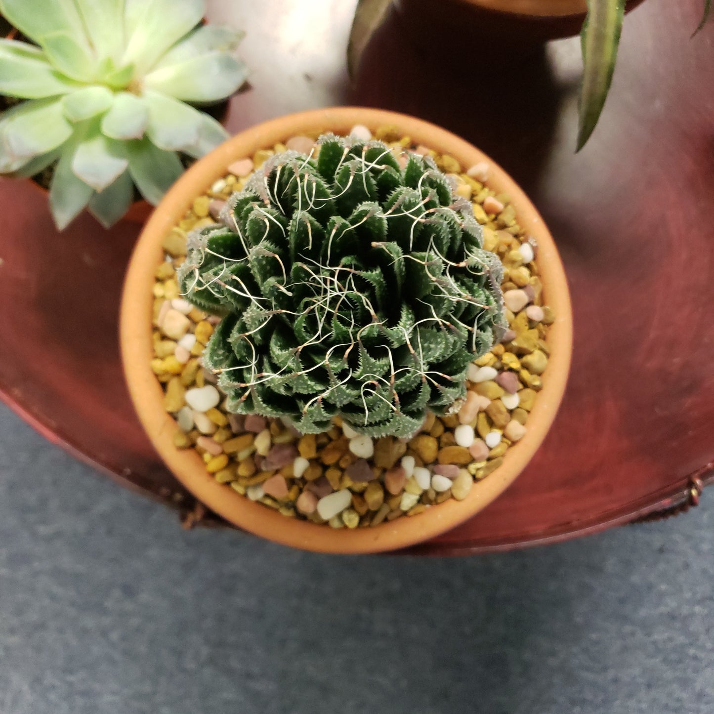 Lace Aloe