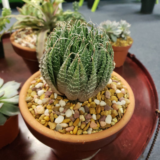 Lace Aloe
