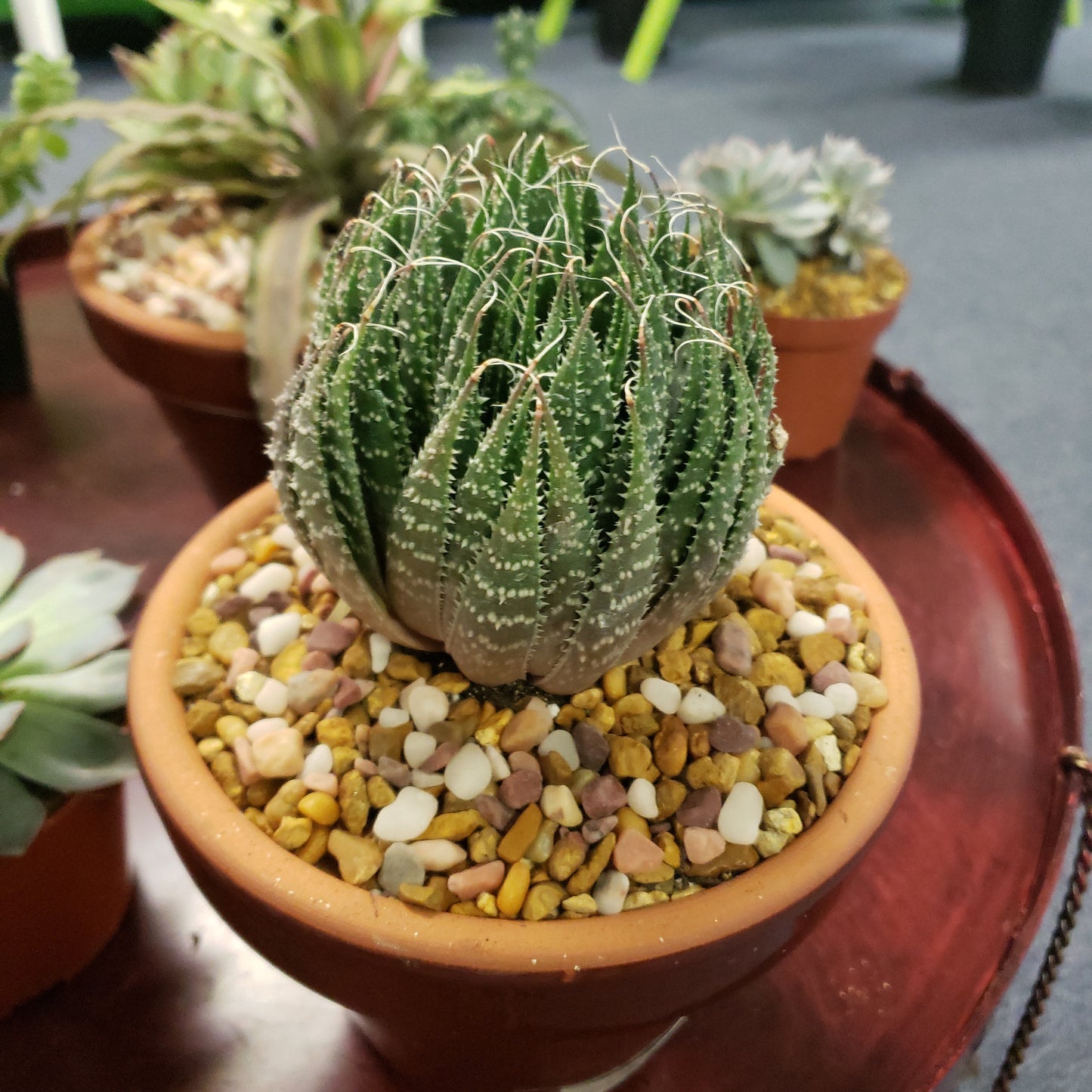 Lace Aloe