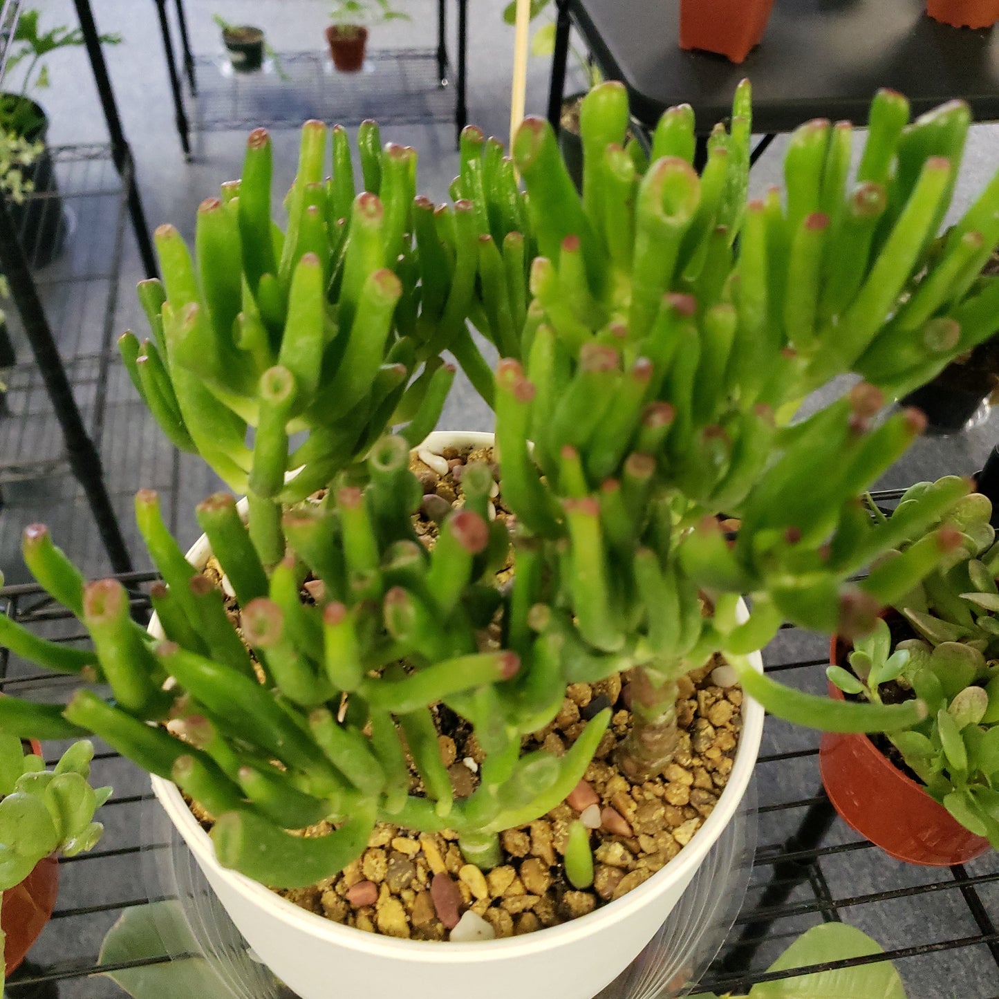Double Hobbit Jade Pot