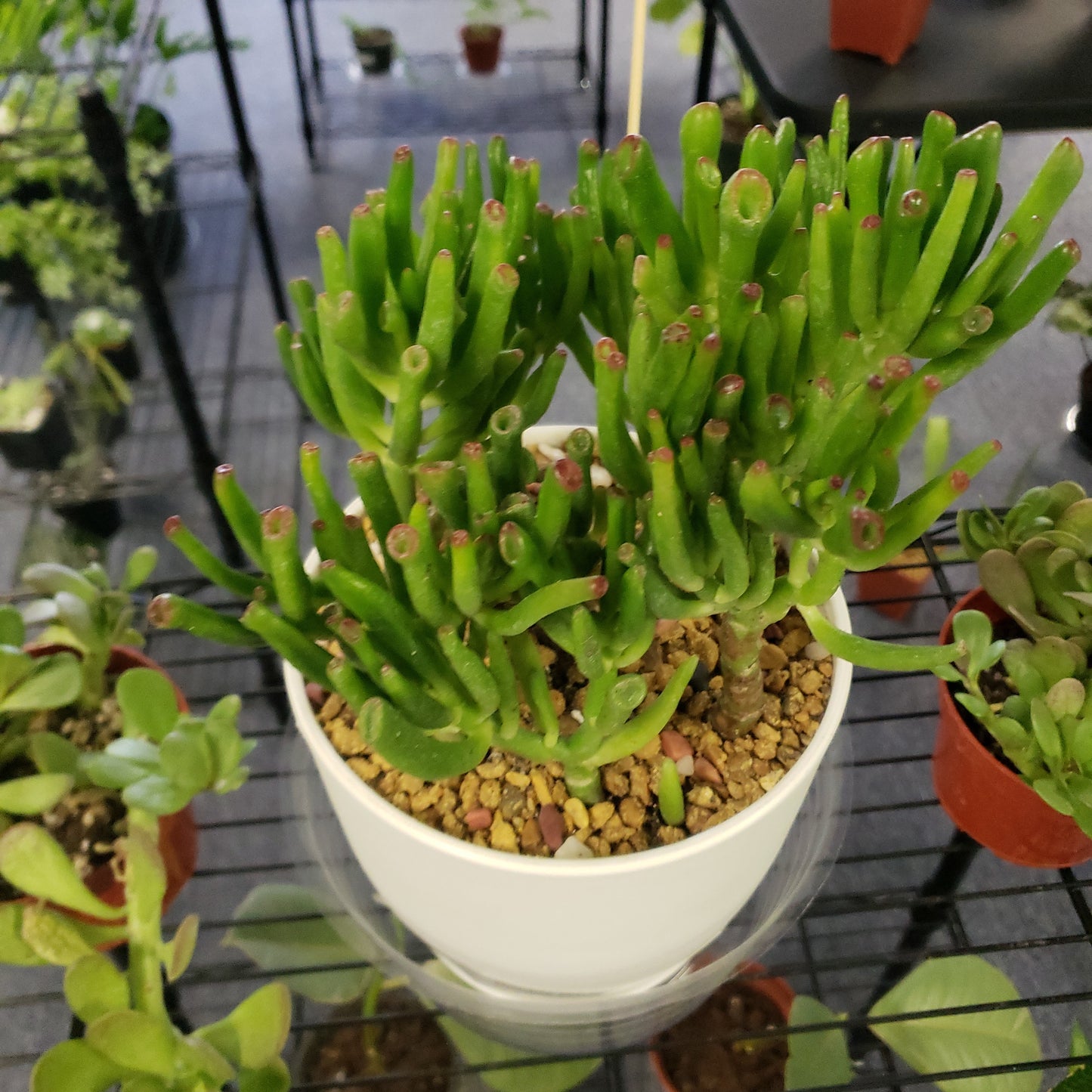 Double Hobbit Jade Pot