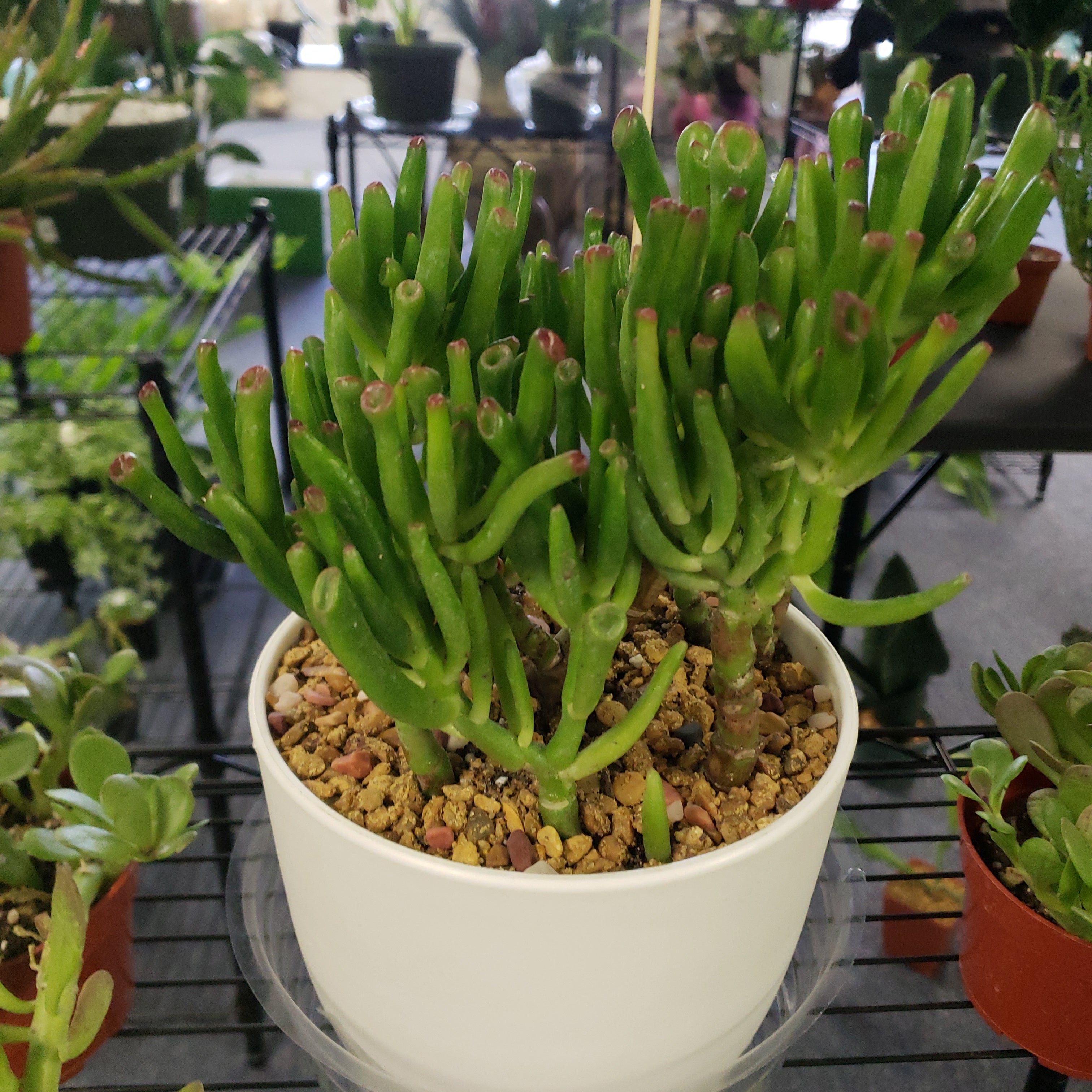 hobbit jade plant Double Hobbit Jade Pot