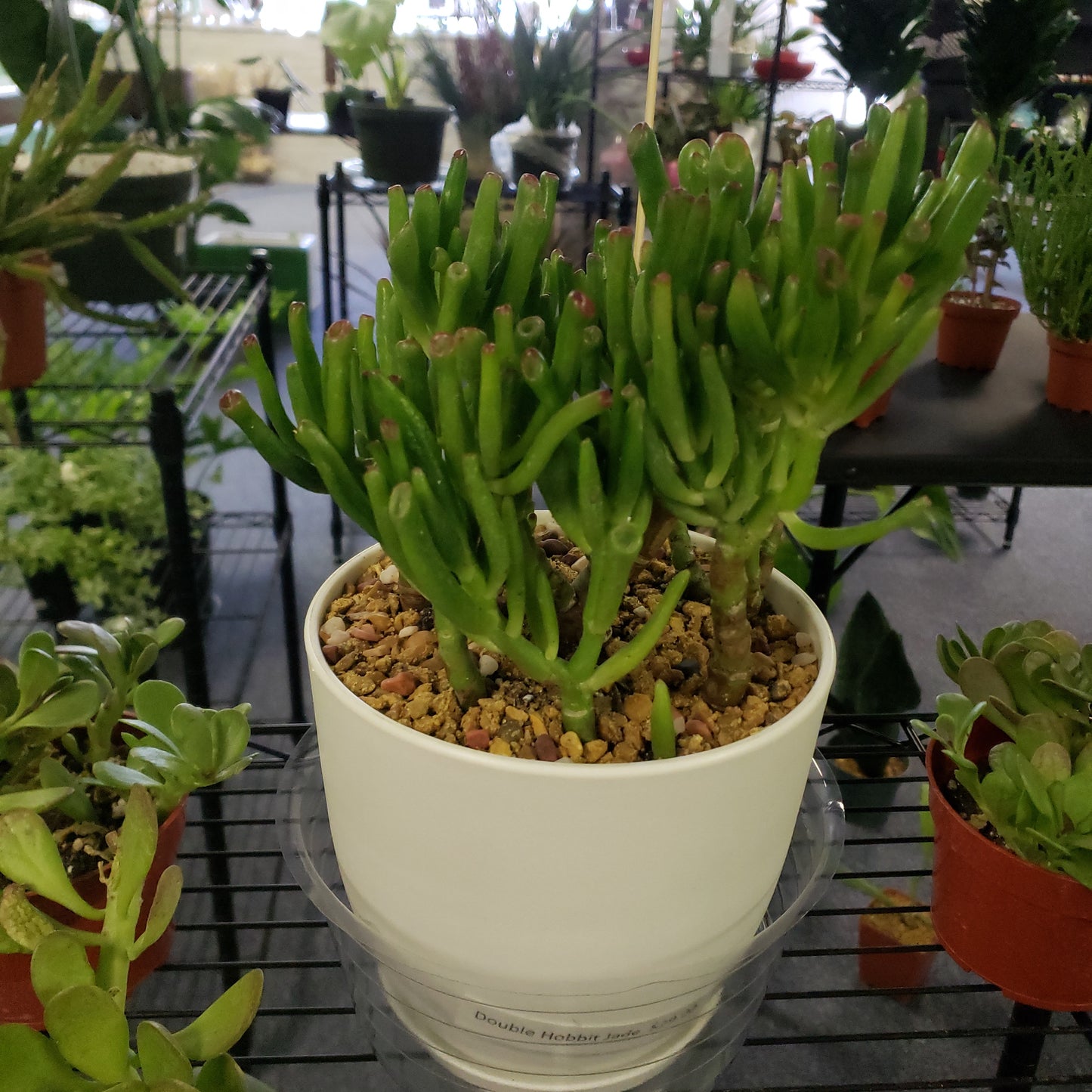 Double Hobbit Jade Pot