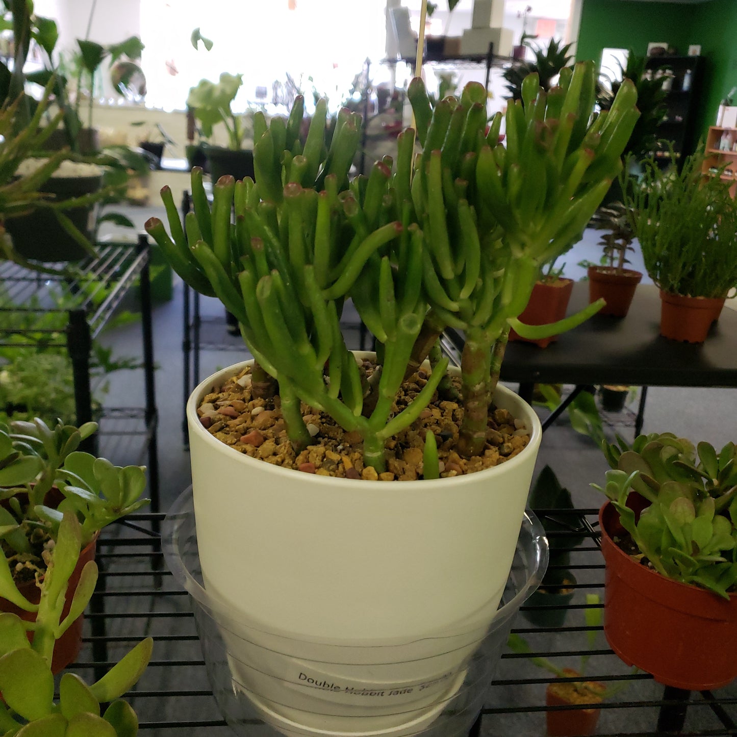 Double Hobbit Jade Pot