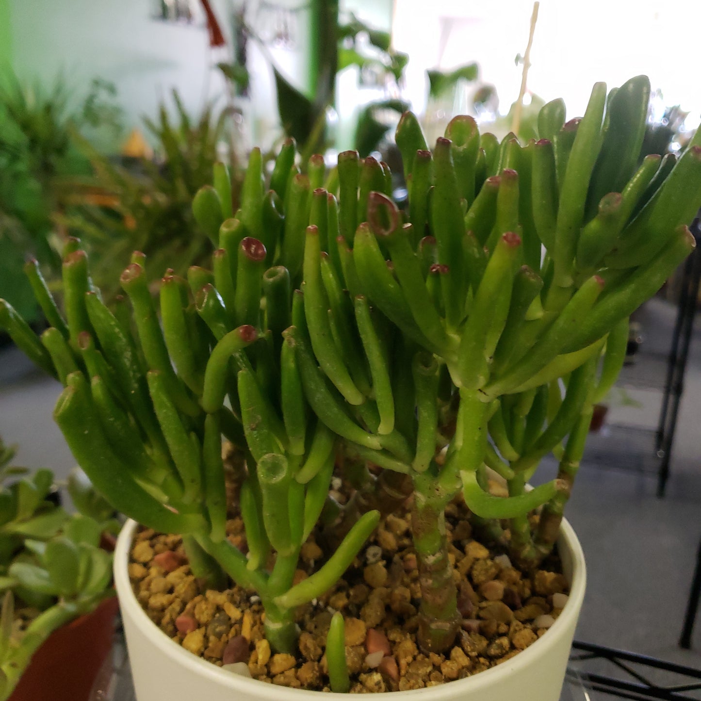 Double Hobbit Jade Pot