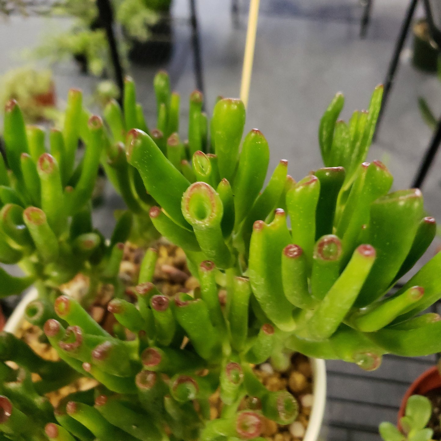 Double Hobbit Jade Pot
