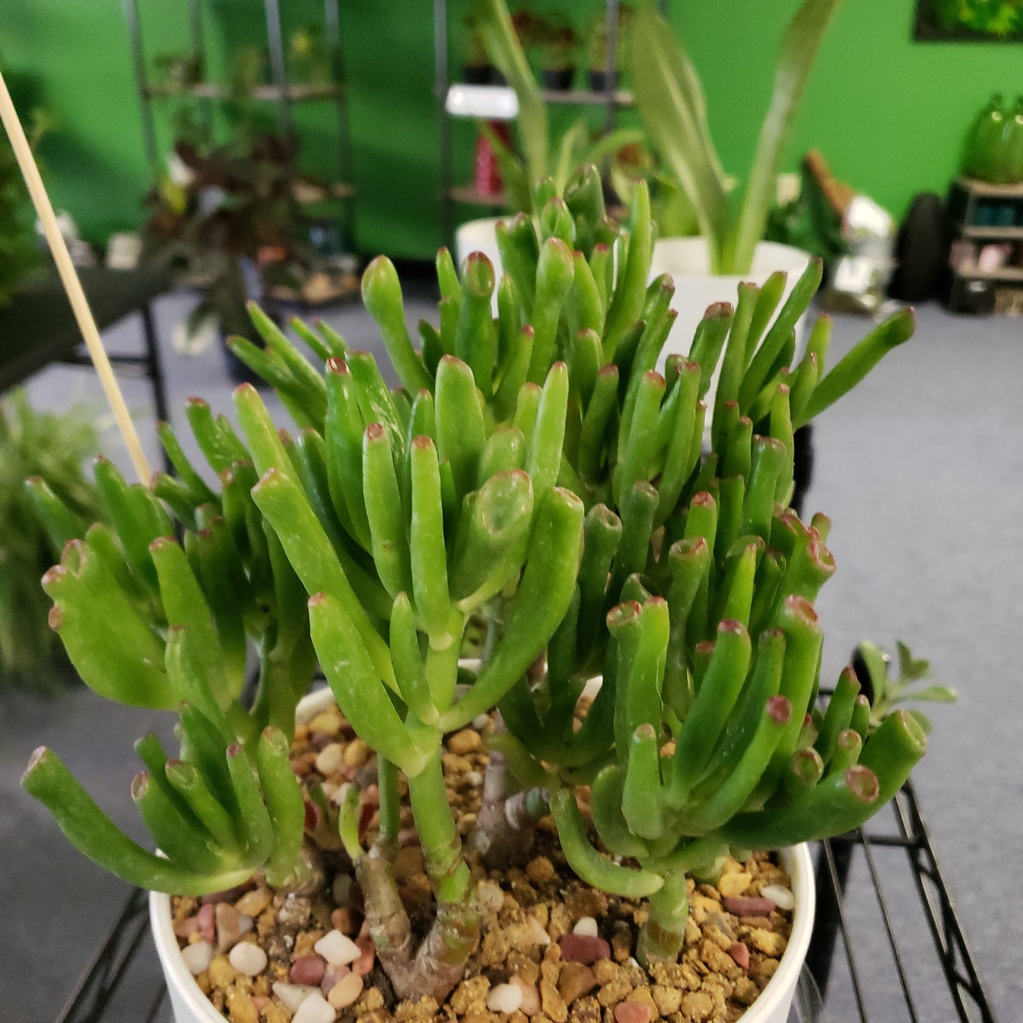 Double Hobbit Jade Pot