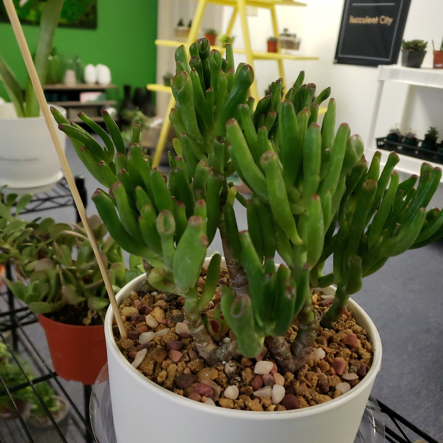 Double Hobbit Jade Pot