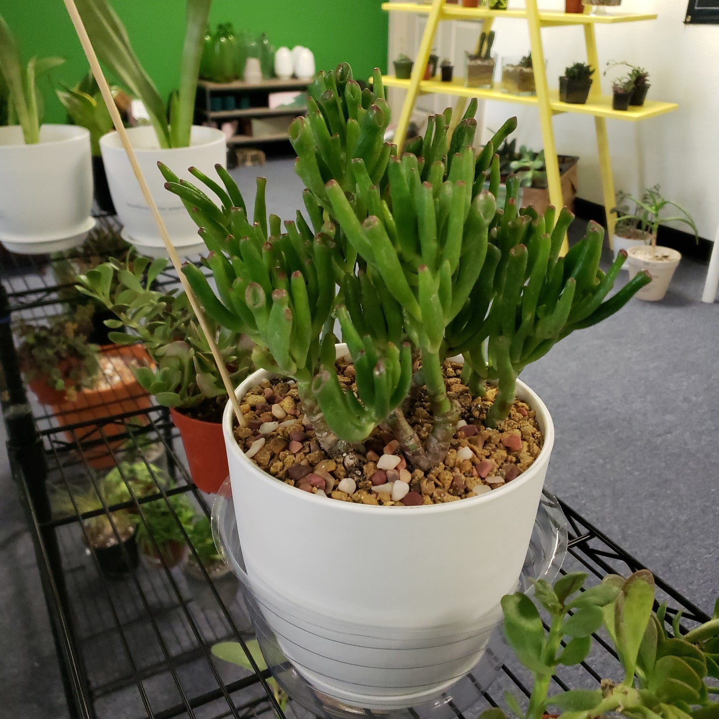 Double Hobbit Jade Pot