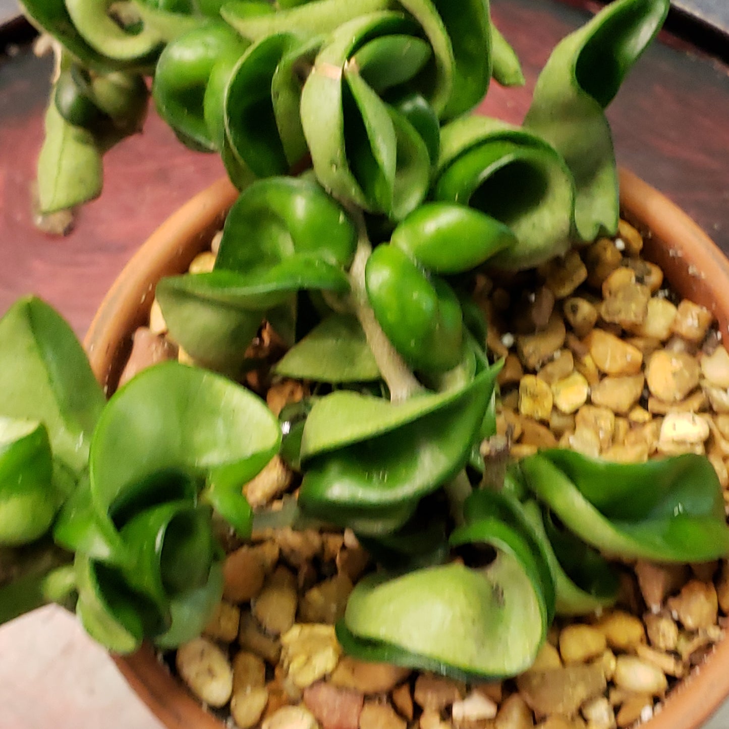 Hoya Rope