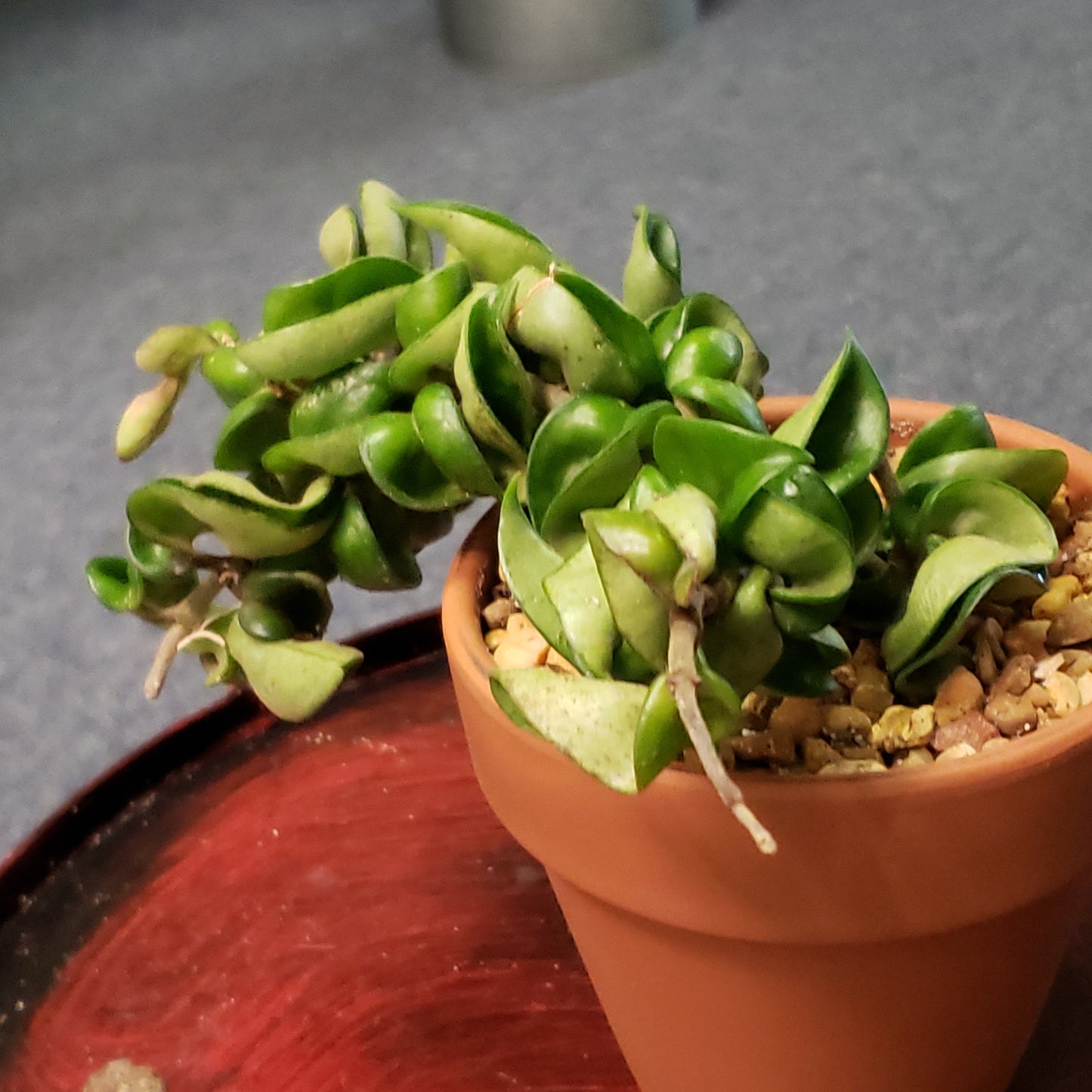 Hoya Rope
