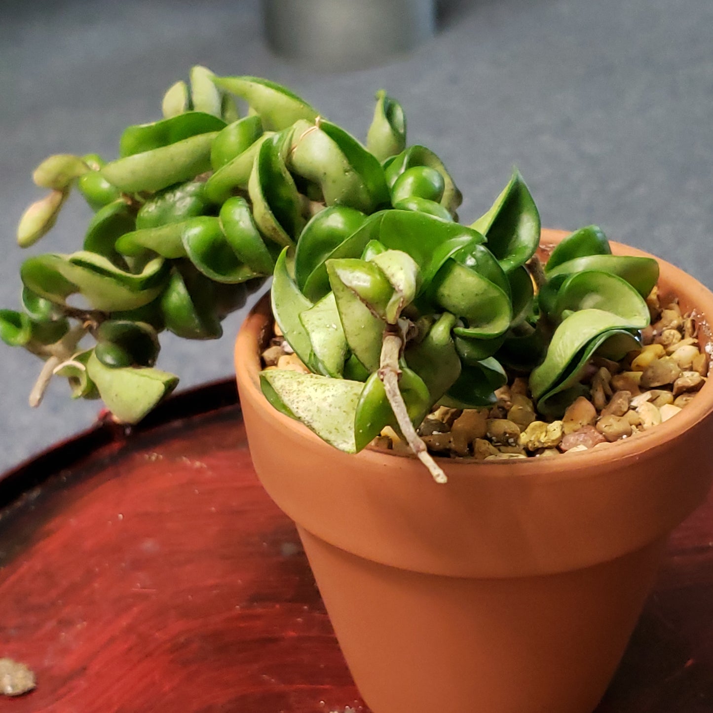 Hoya Rope
