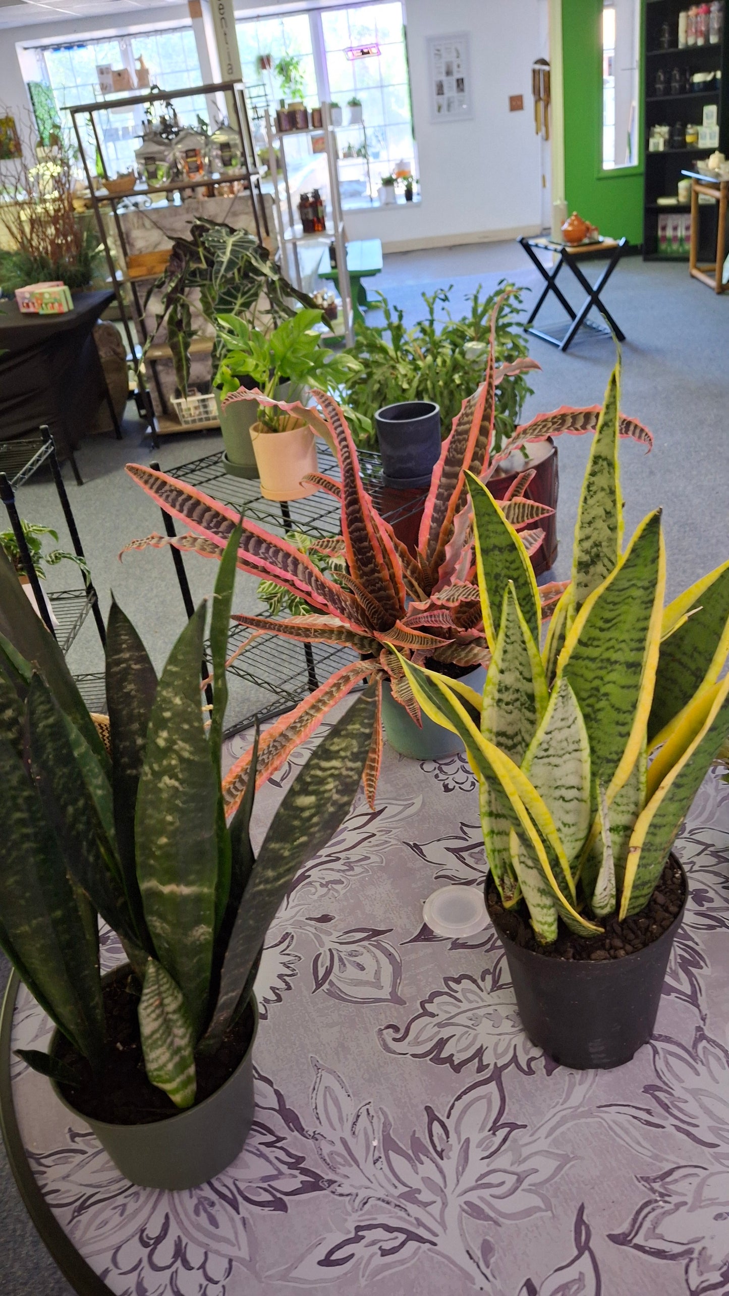 Cryptanthus 'Pink Starlight'