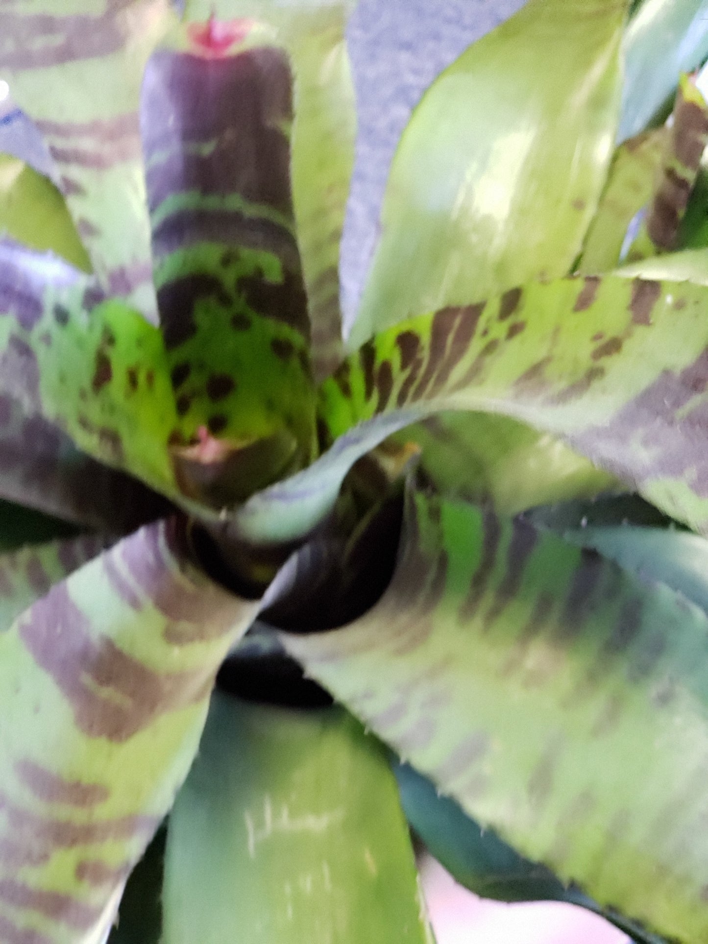Bromeliad Flaming Sword
