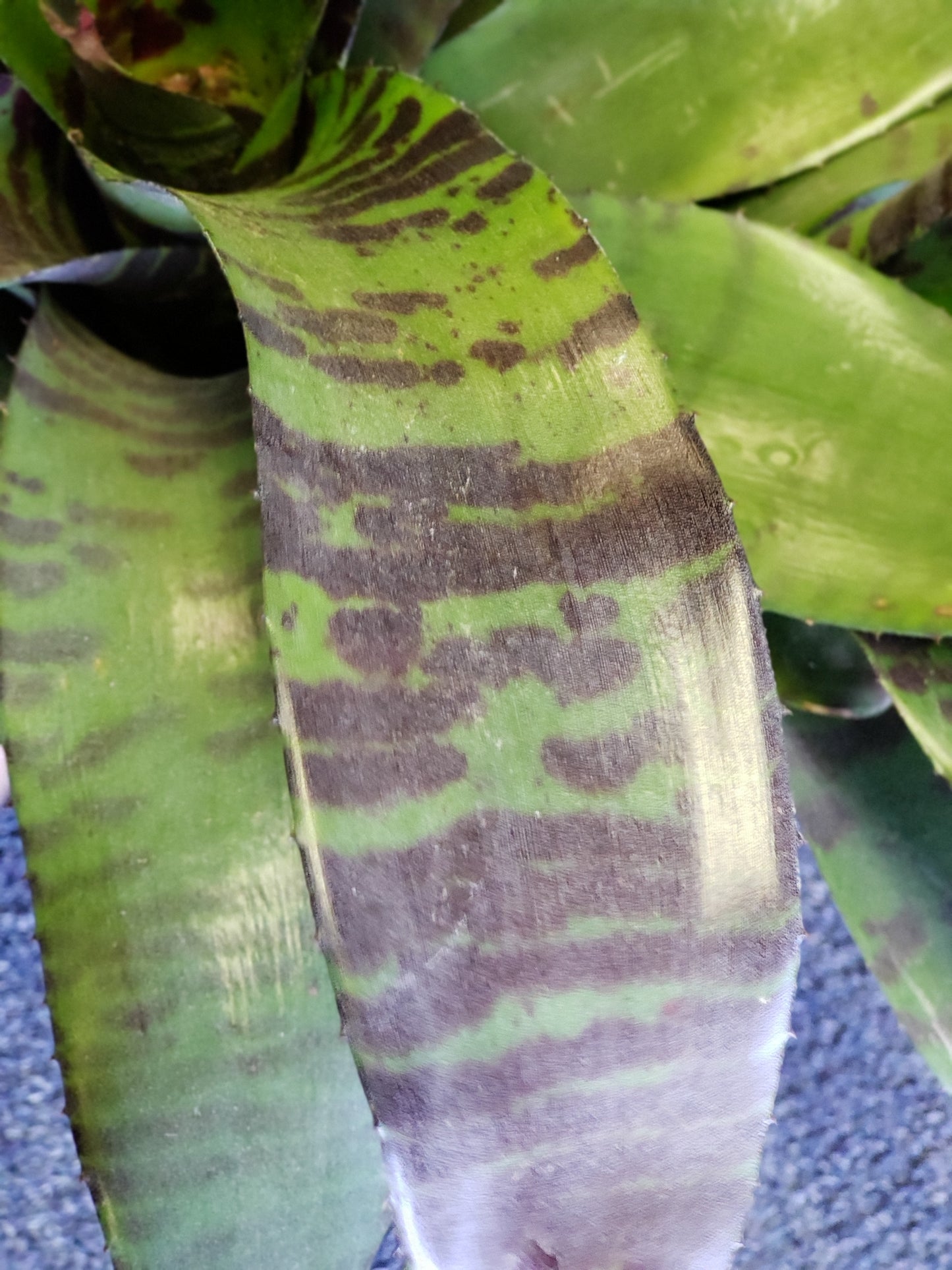 Bromeliad Flaming Sword