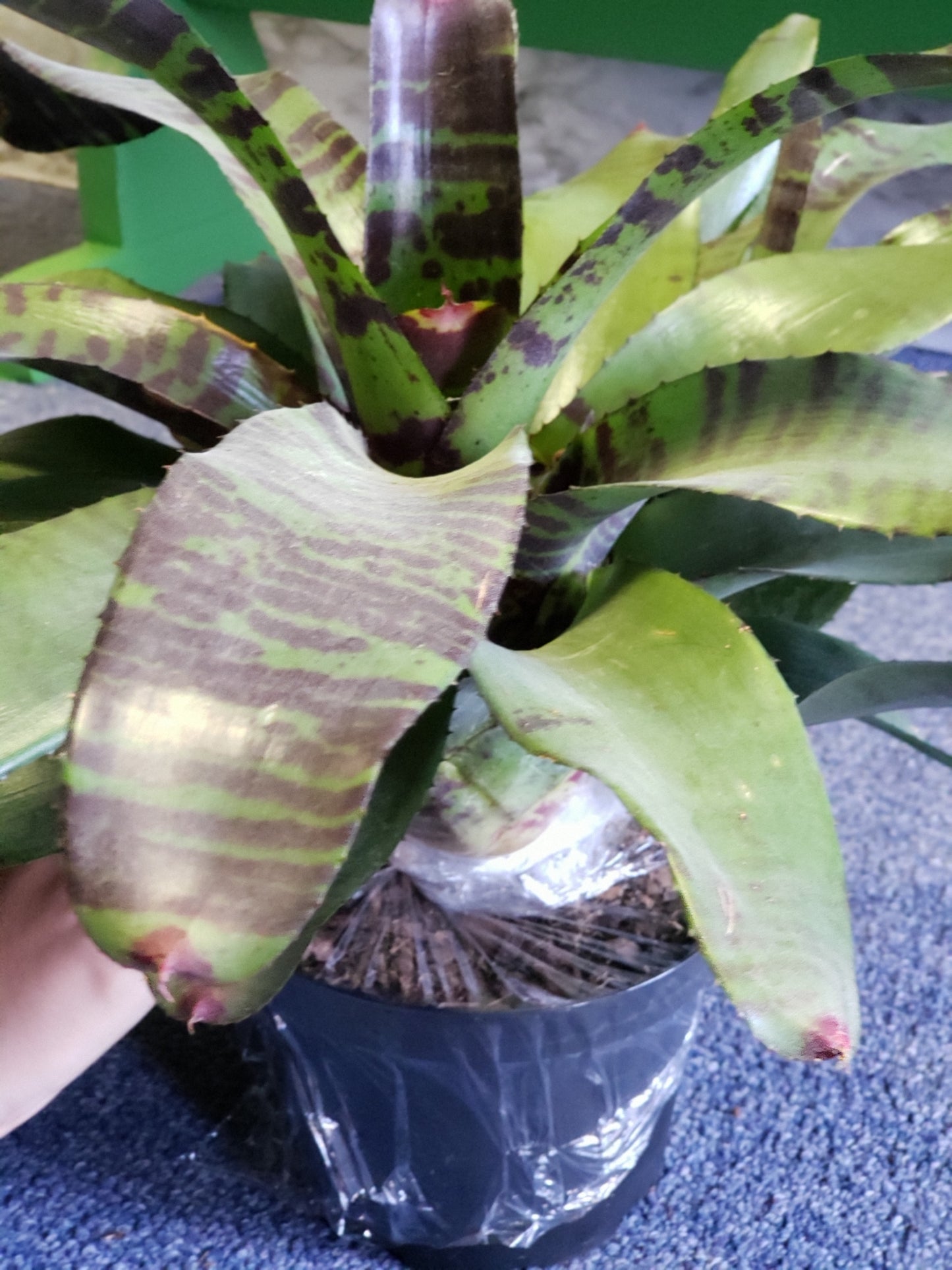 Bromeliad Flaming Sword
