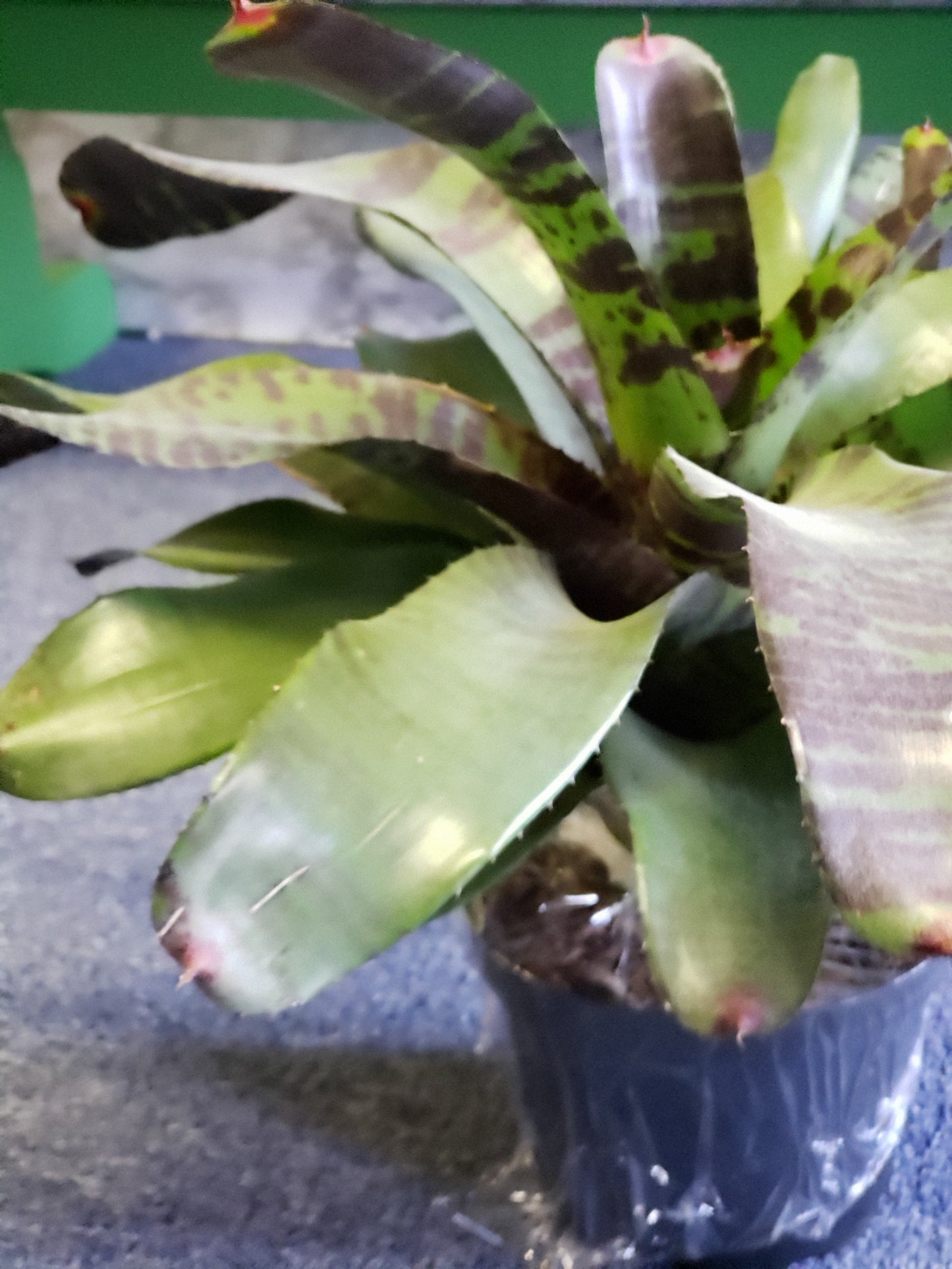 Bromeliad Flaming Sword