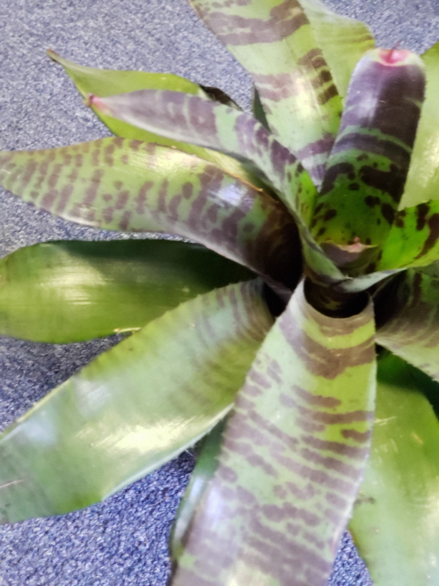 Bromeliad Flaming Sword