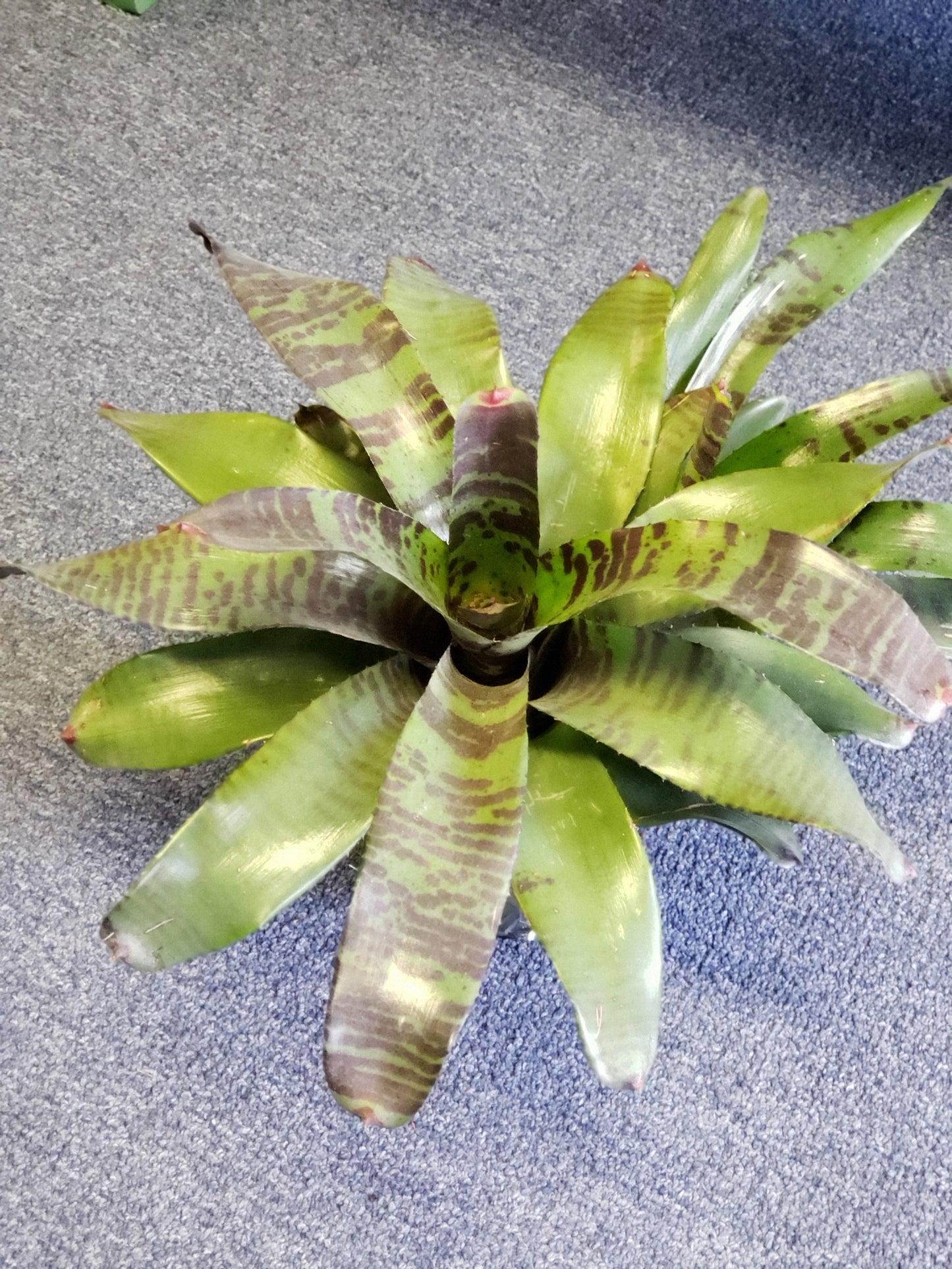 Bromeliad Flaming Sword