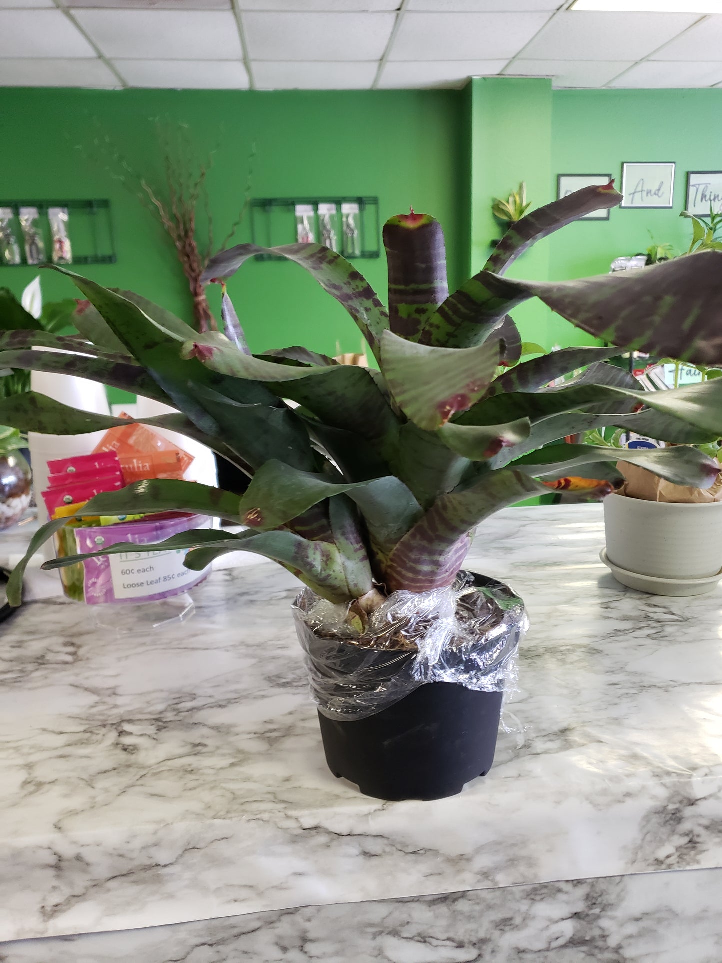 Bromeliad Flaming Sword