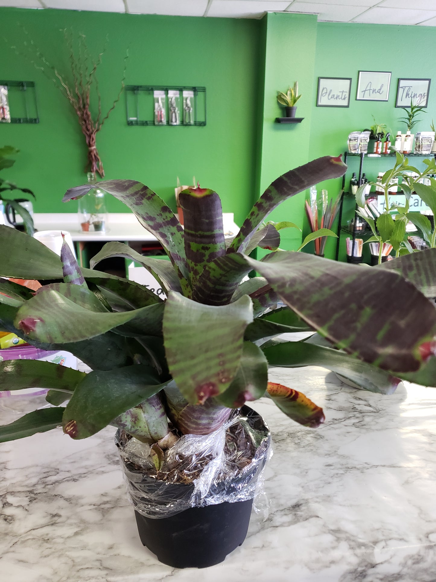 Bromeliad Flaming Sword