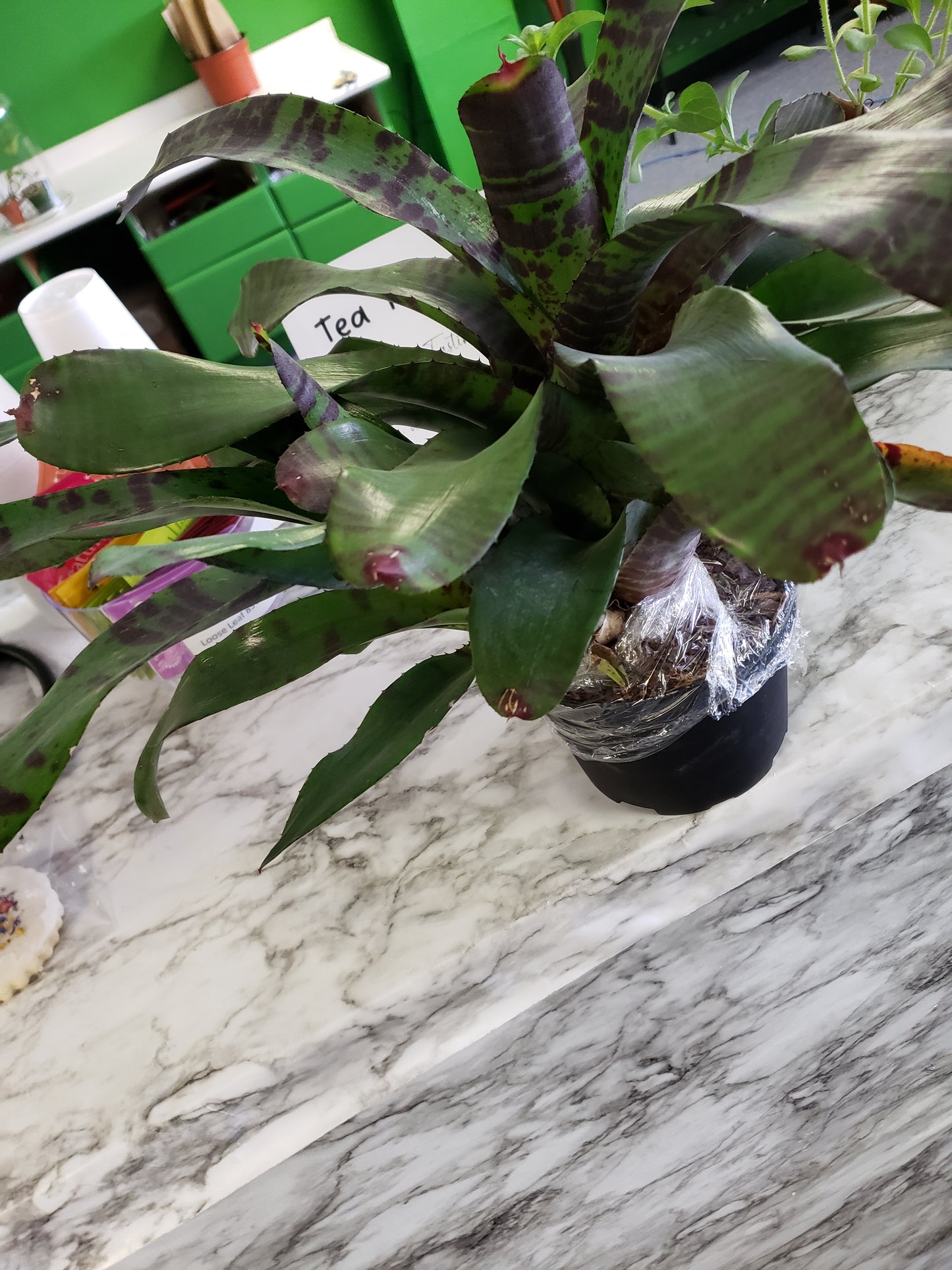 Bromeliad Flaming Sword