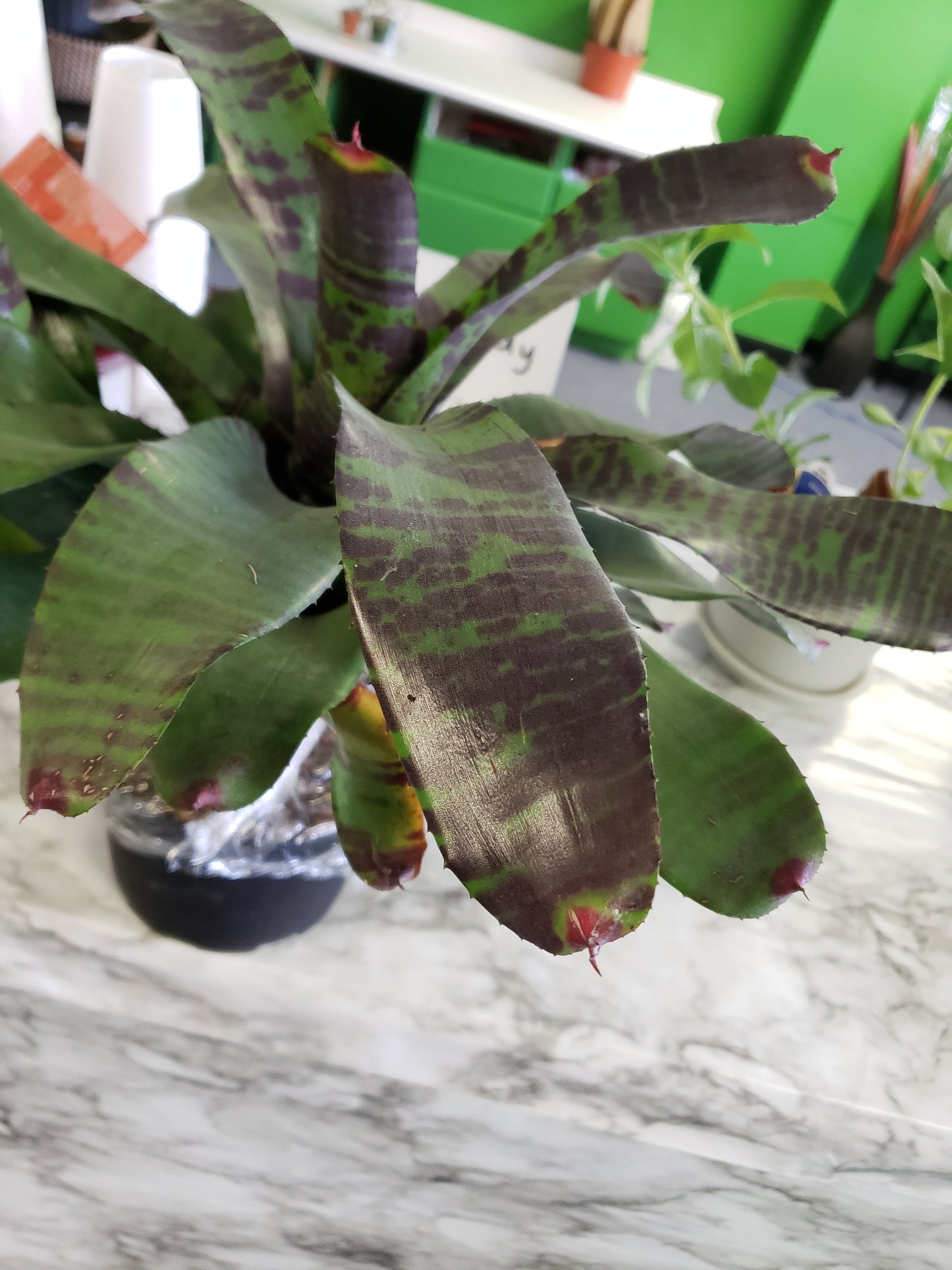 Bromeliad Flaming Sword