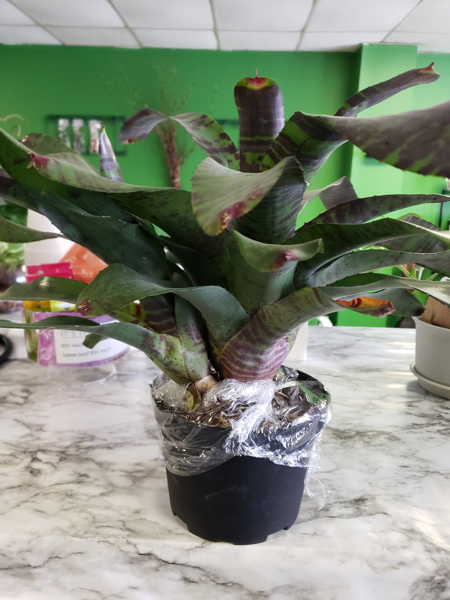 Bromeliad Flaming Sword