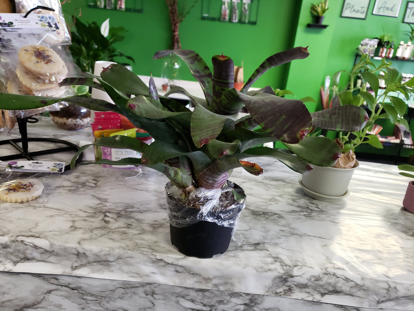 Bromeliad Flaming Sword