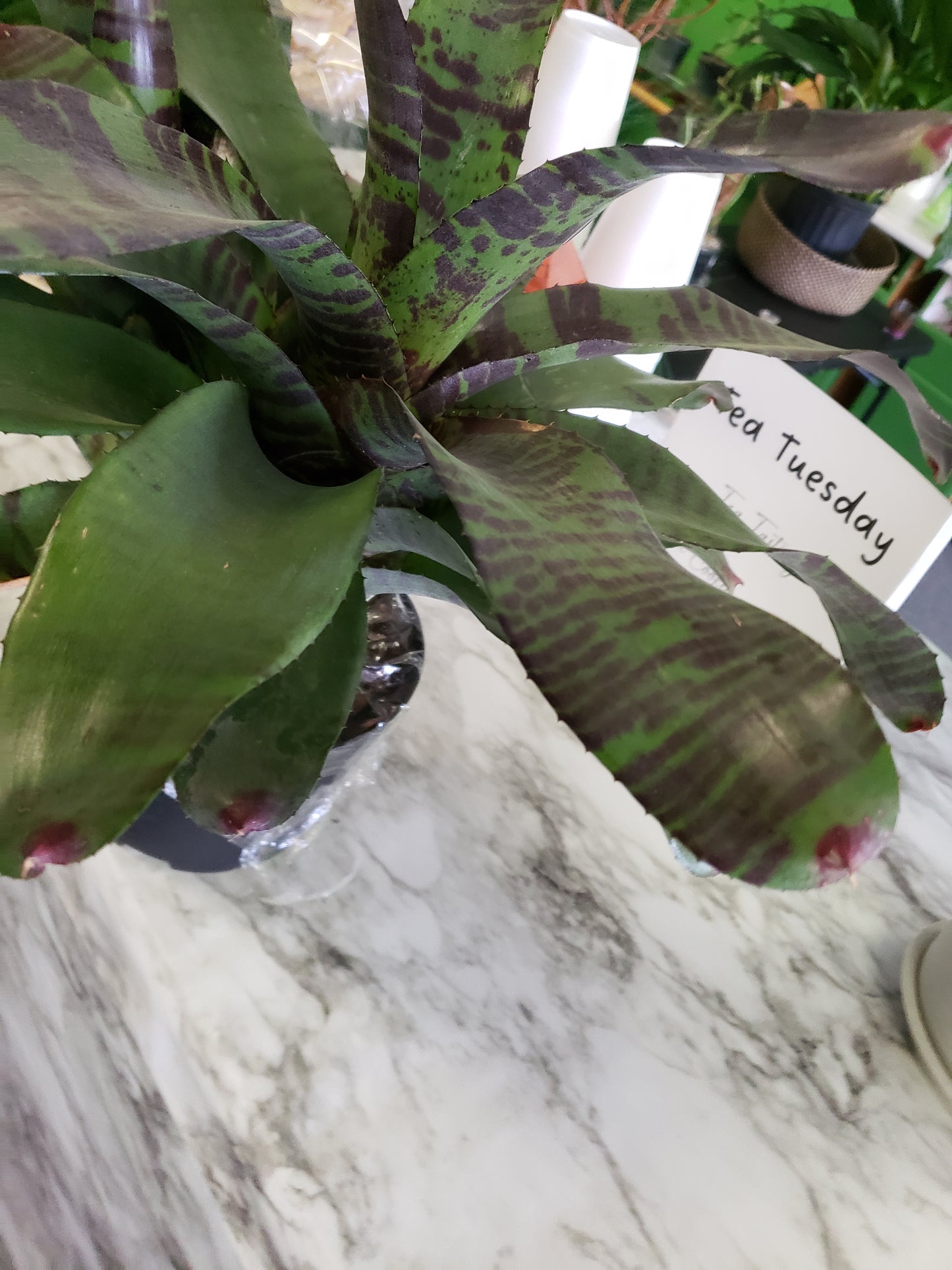 Bromeliad Flaming Sword