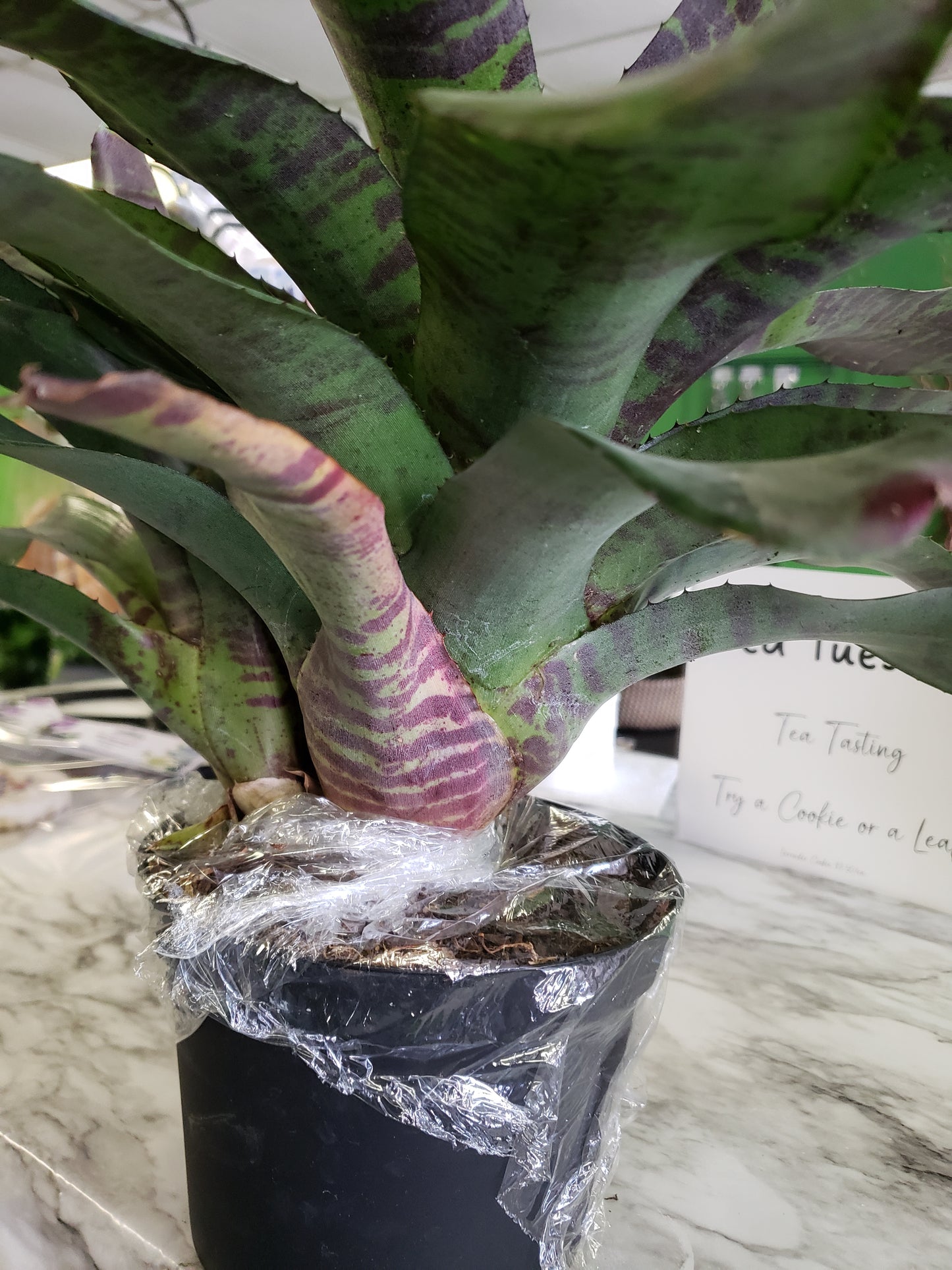 Bromeliad Flaming Sword