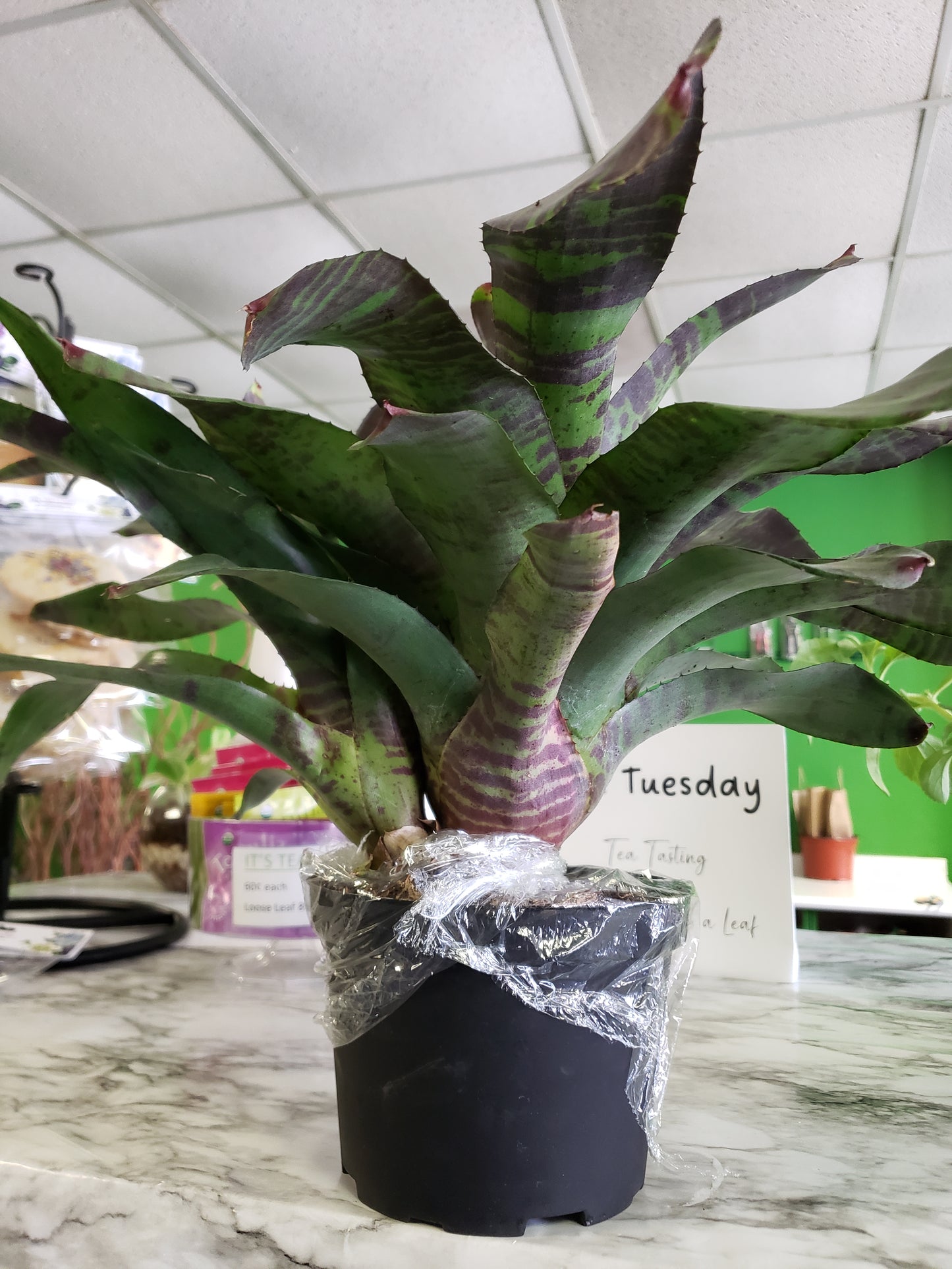 Bromeliad Flaming Sword