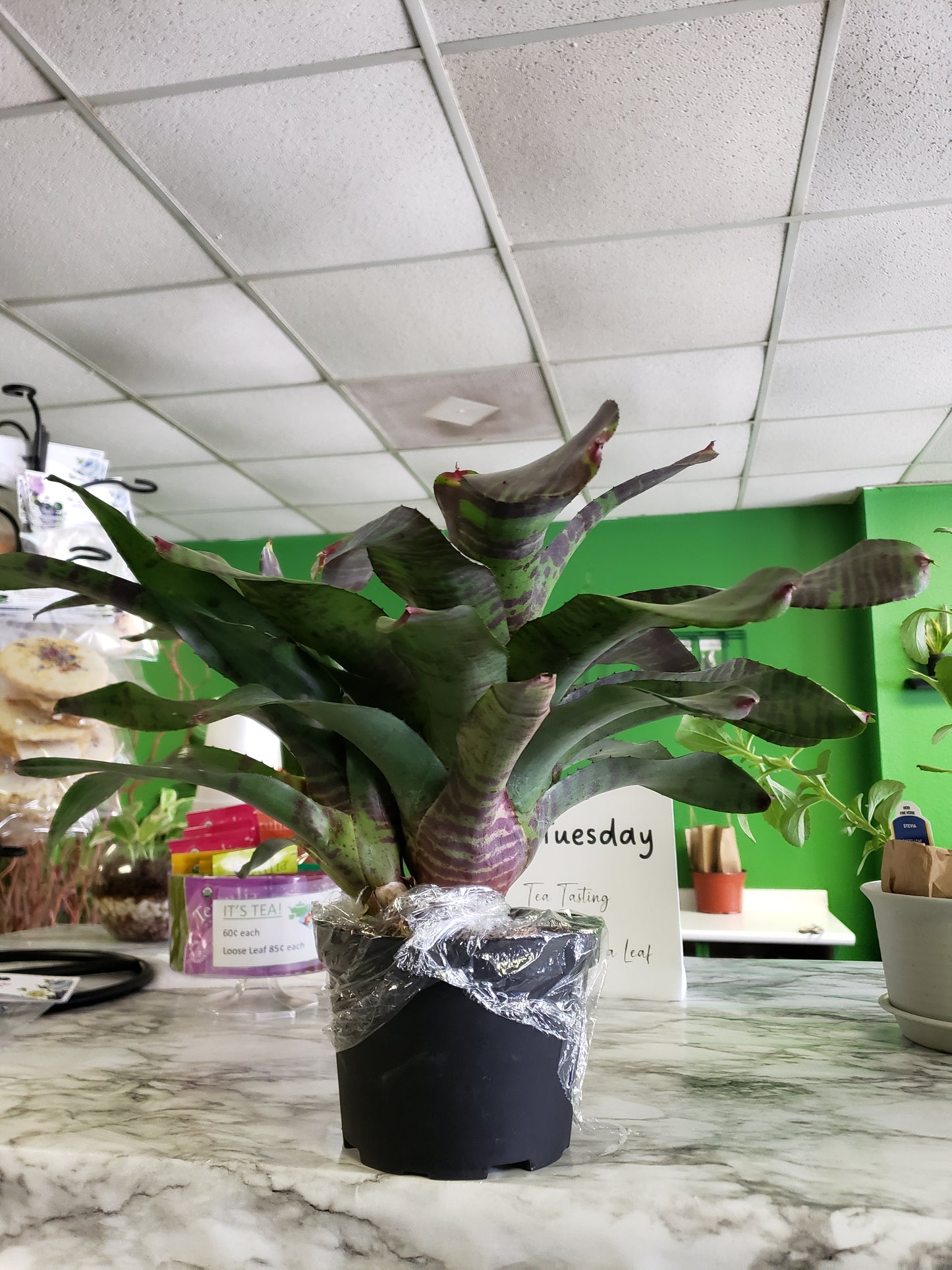 Bromeliad Flaming Sword