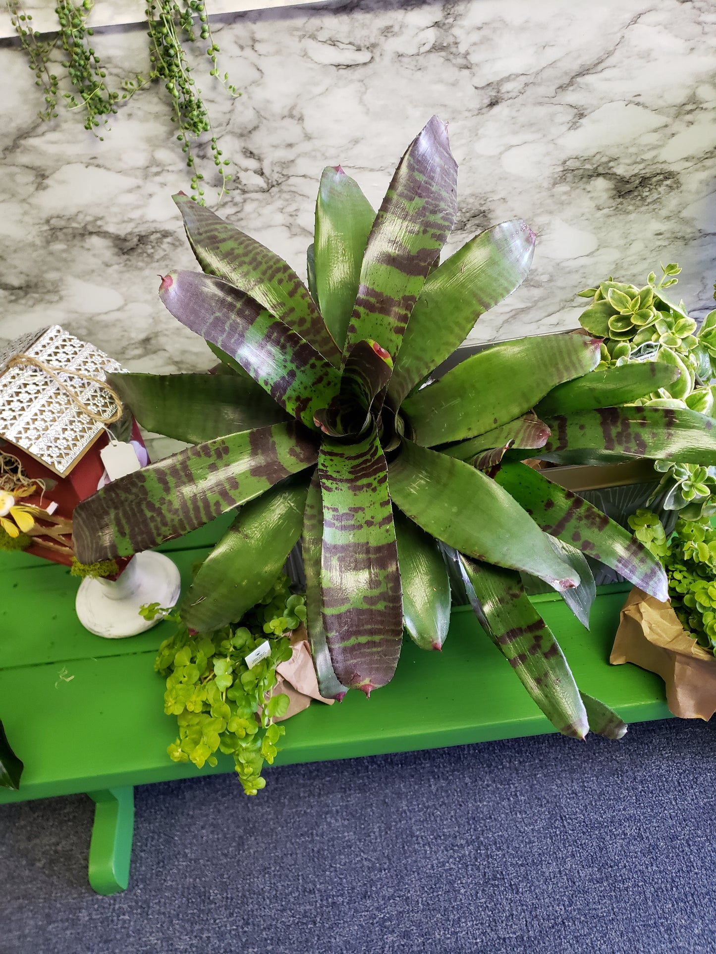 Bromeliad Flaming Sword