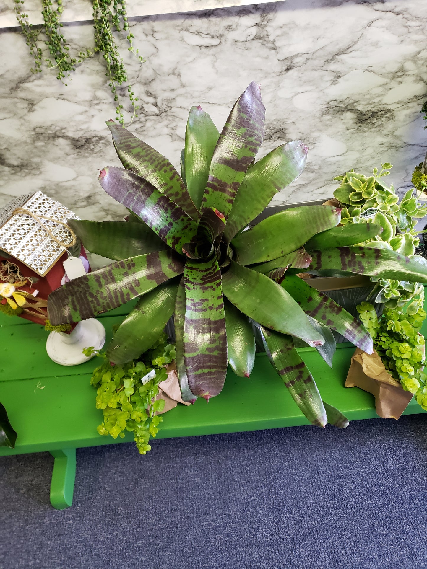 Bromeliad Flaming Sword