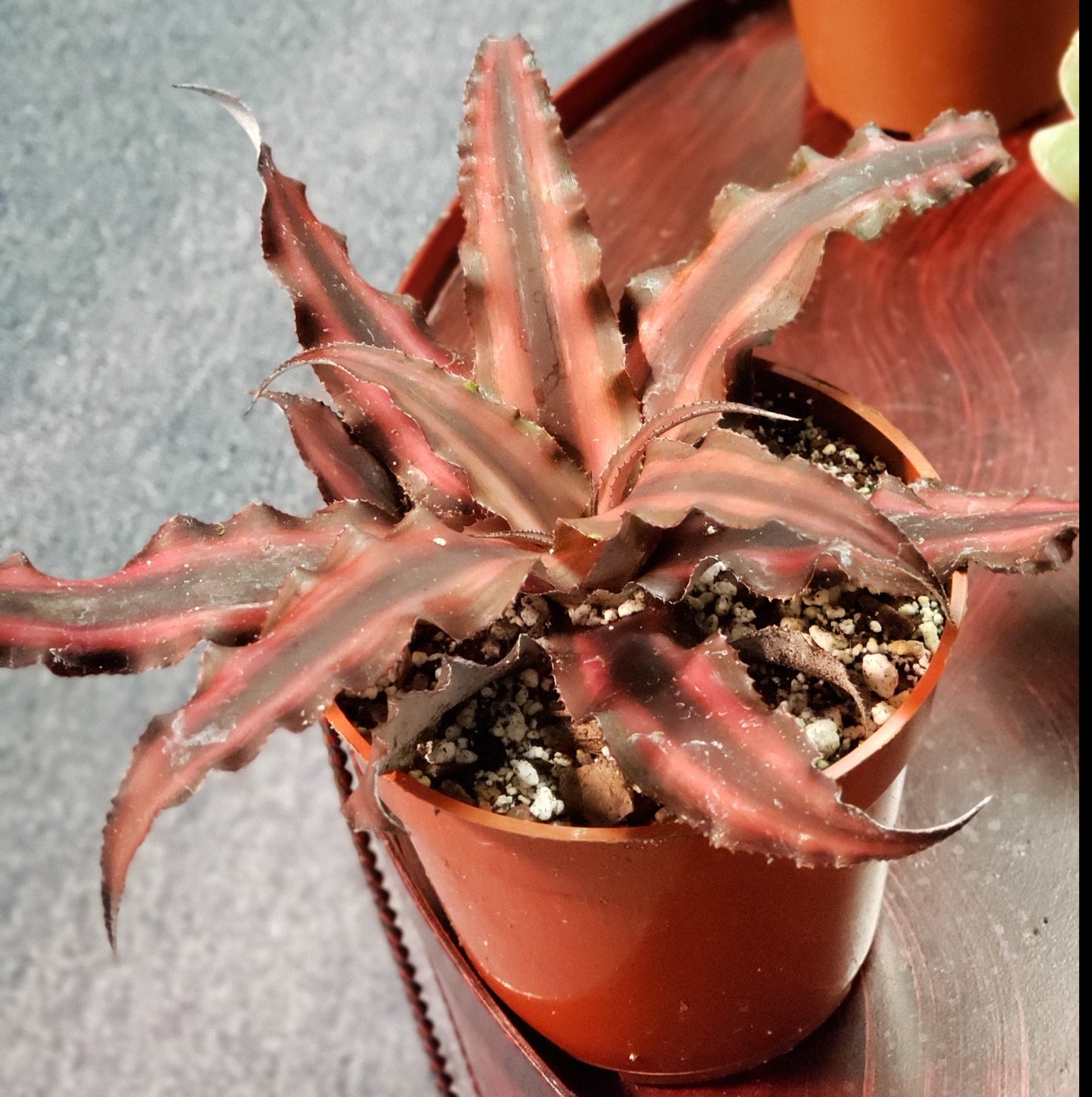 Cryptanthus Zonatus