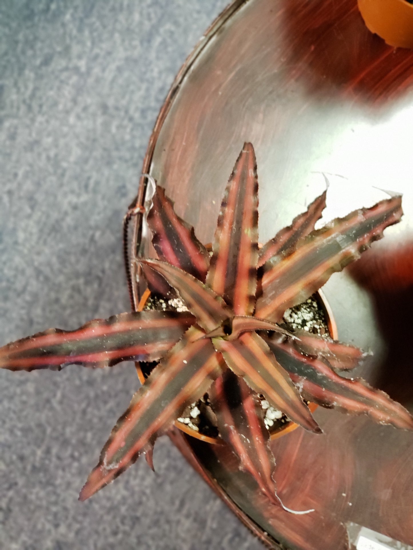 Cryptanthus Zonatus