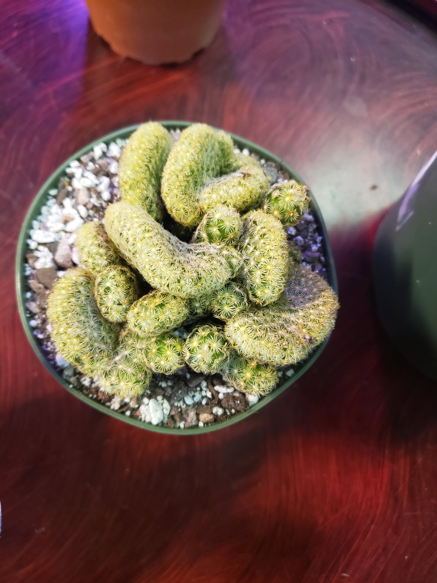 Brains Cactus, Mammillaria Elongata